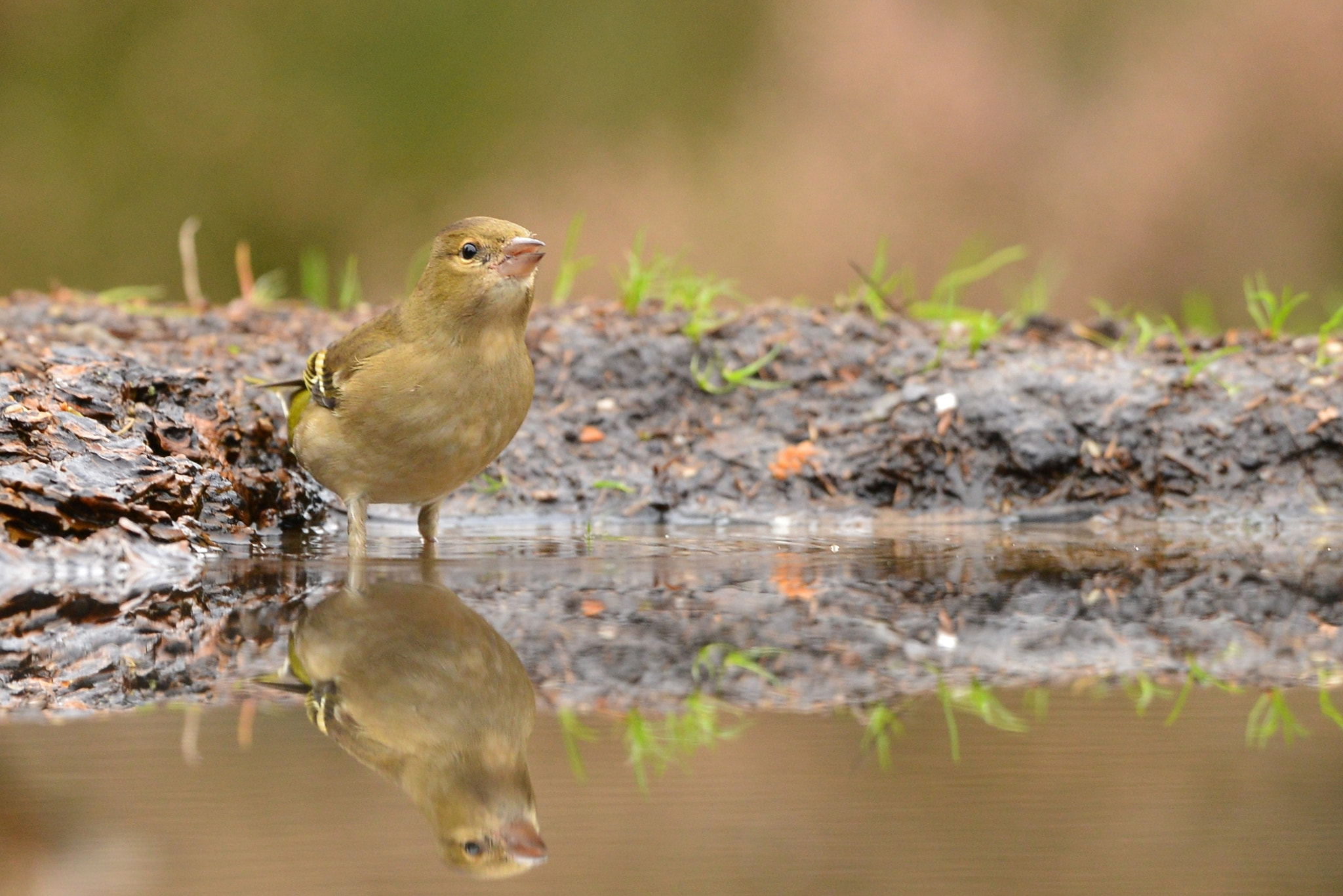 Nikon D600 + Nikon AF-S Nikkor 500mm F4G ED VR sample photo. Vink photography