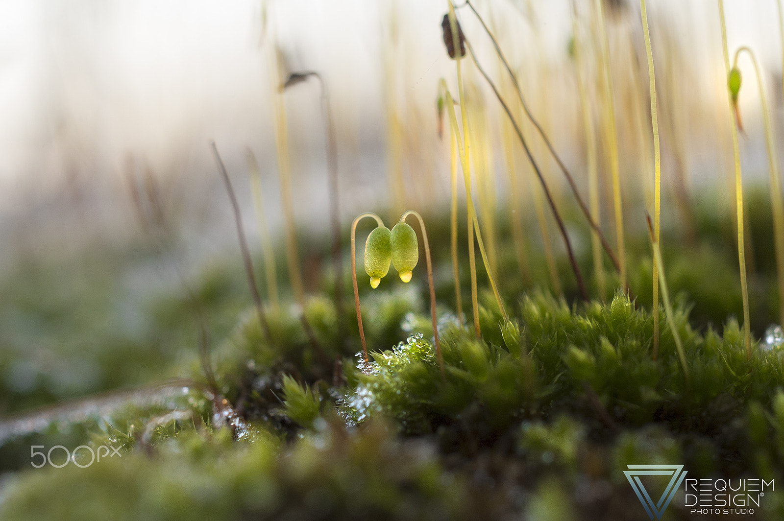 Nikon AF-S DX Micro Nikkor 40mm F2.8 sample photo. Moss macro photography