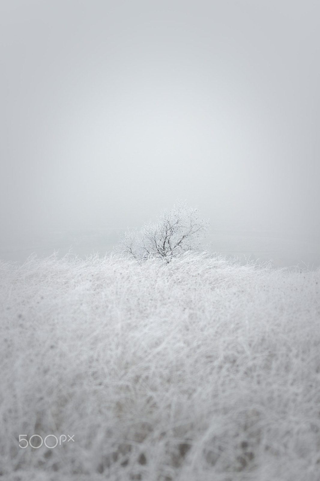 Canon EF 70-200mm F2.8L IS II USM sample photo. Frozen photography