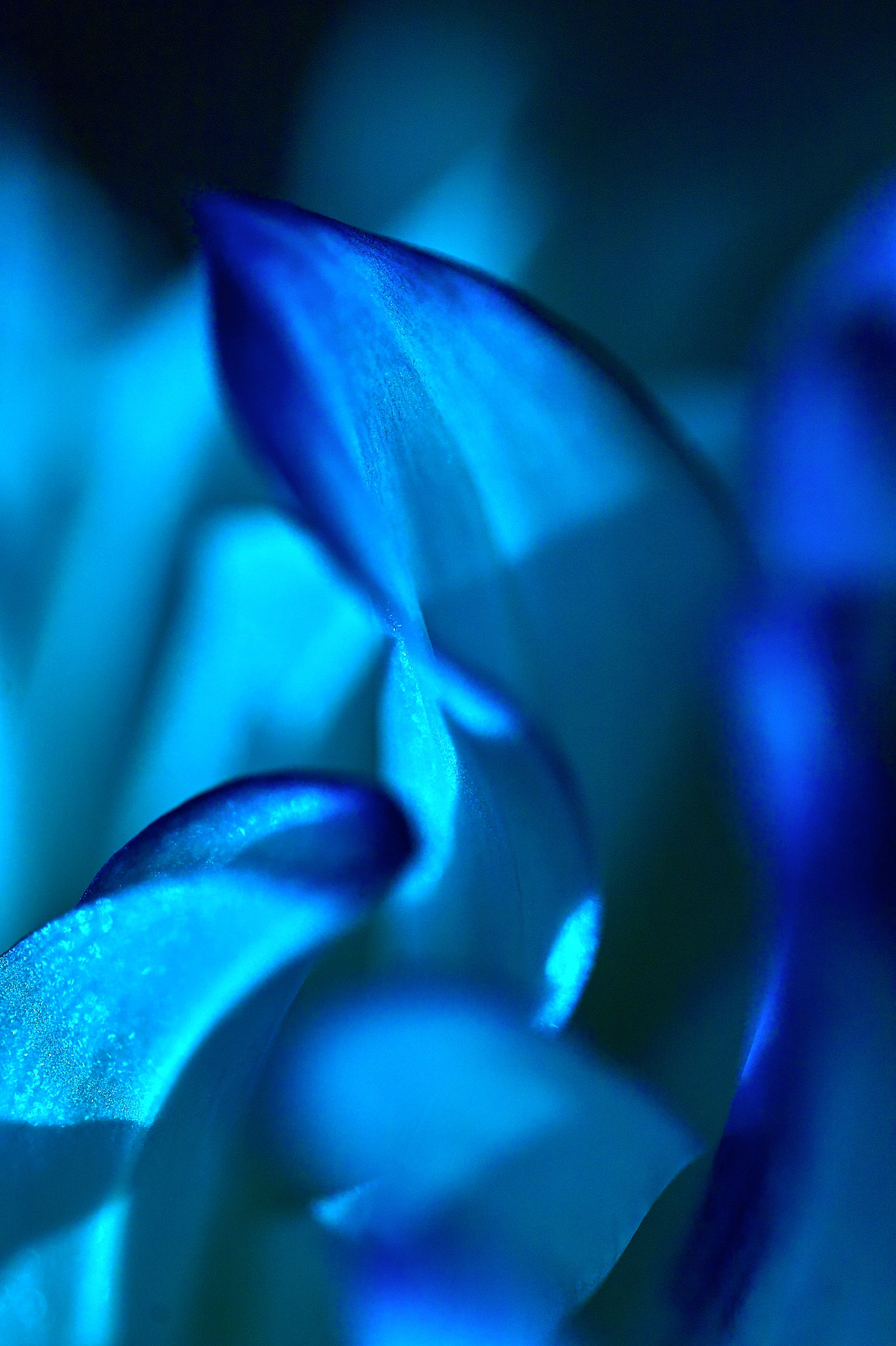 Sigma SD15 sample photo. Fumi photography