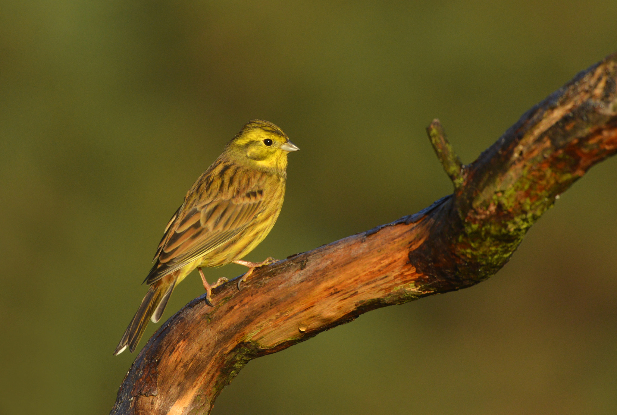 Nikon D600 + Nikon AF-S Nikkor 500mm F4G ED VR sample photo. Geelgors photography