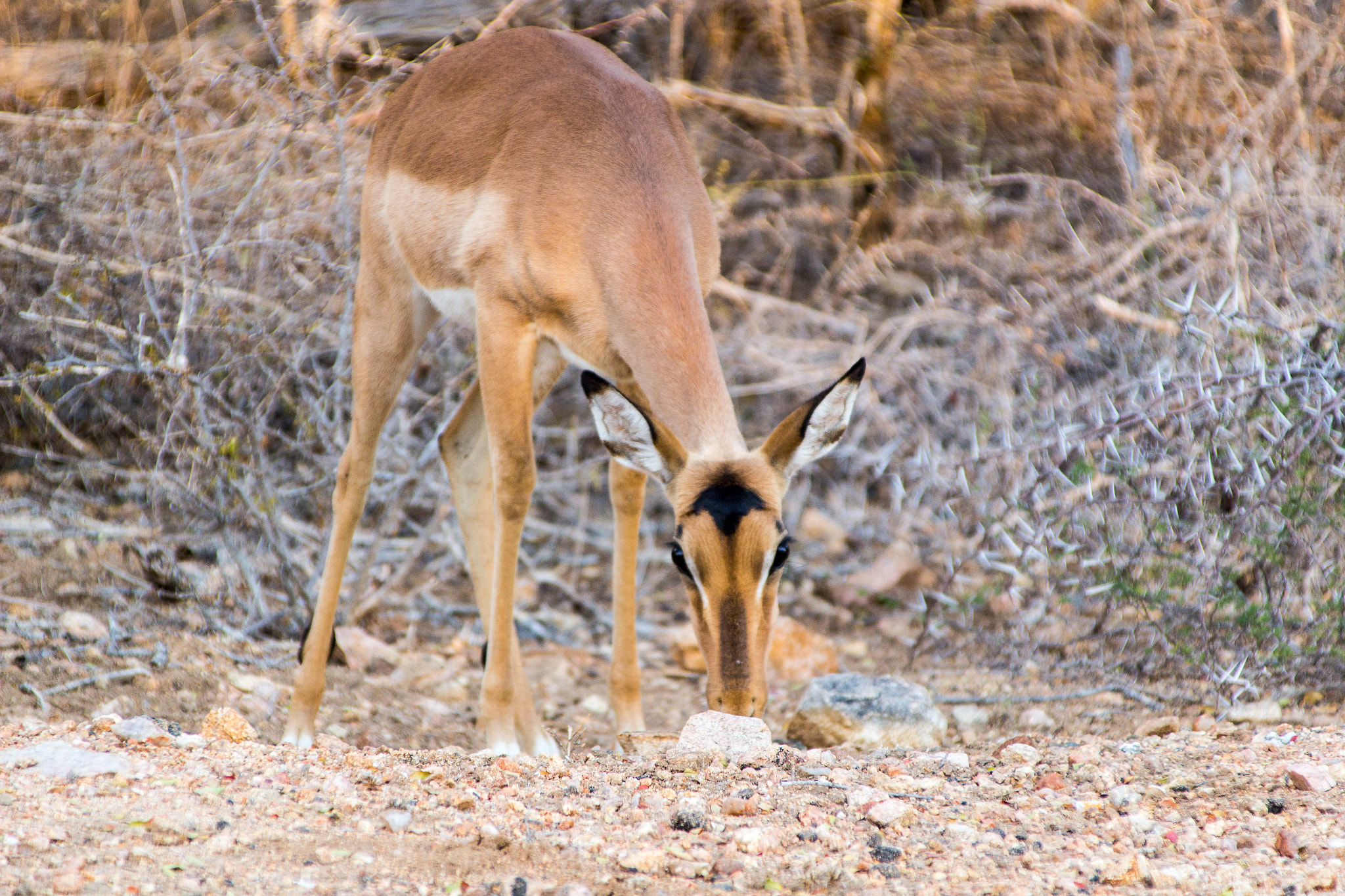 Canon EOS 100D (EOS Rebel SL1 / EOS Kiss X7) + Canon TS-E 90mm F2.8 Tilt-Shift sample photo. Impala  photography