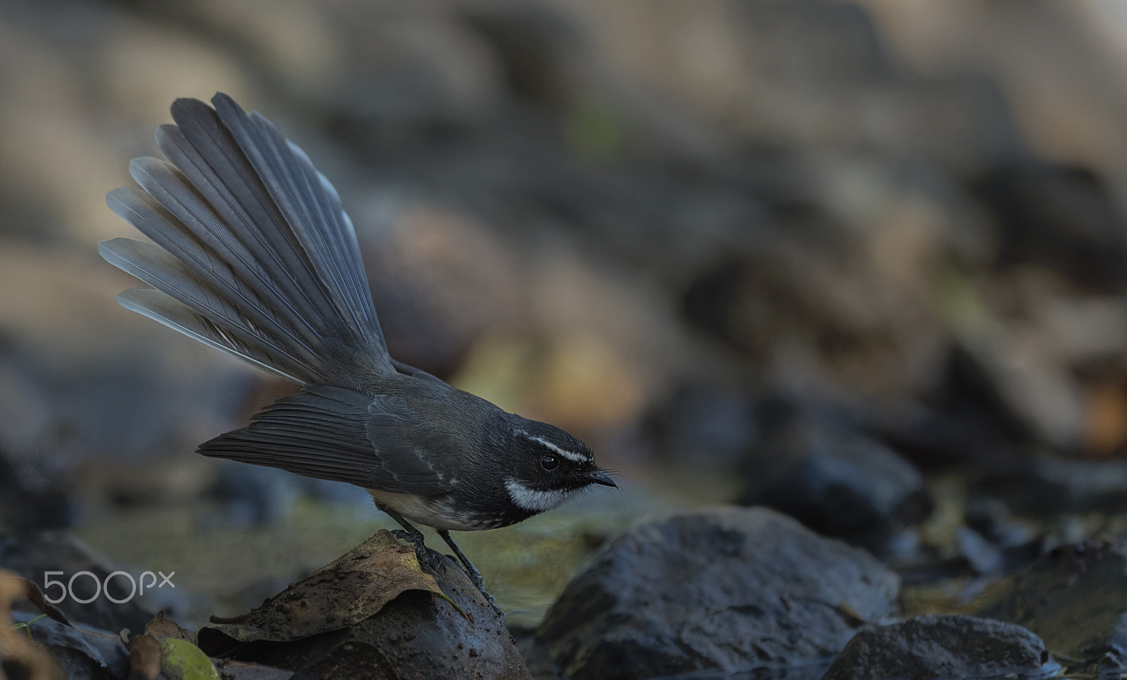 Nikon AF-S Nikkor 500mm F4G ED VR sample photo. White-spotted fantail photography