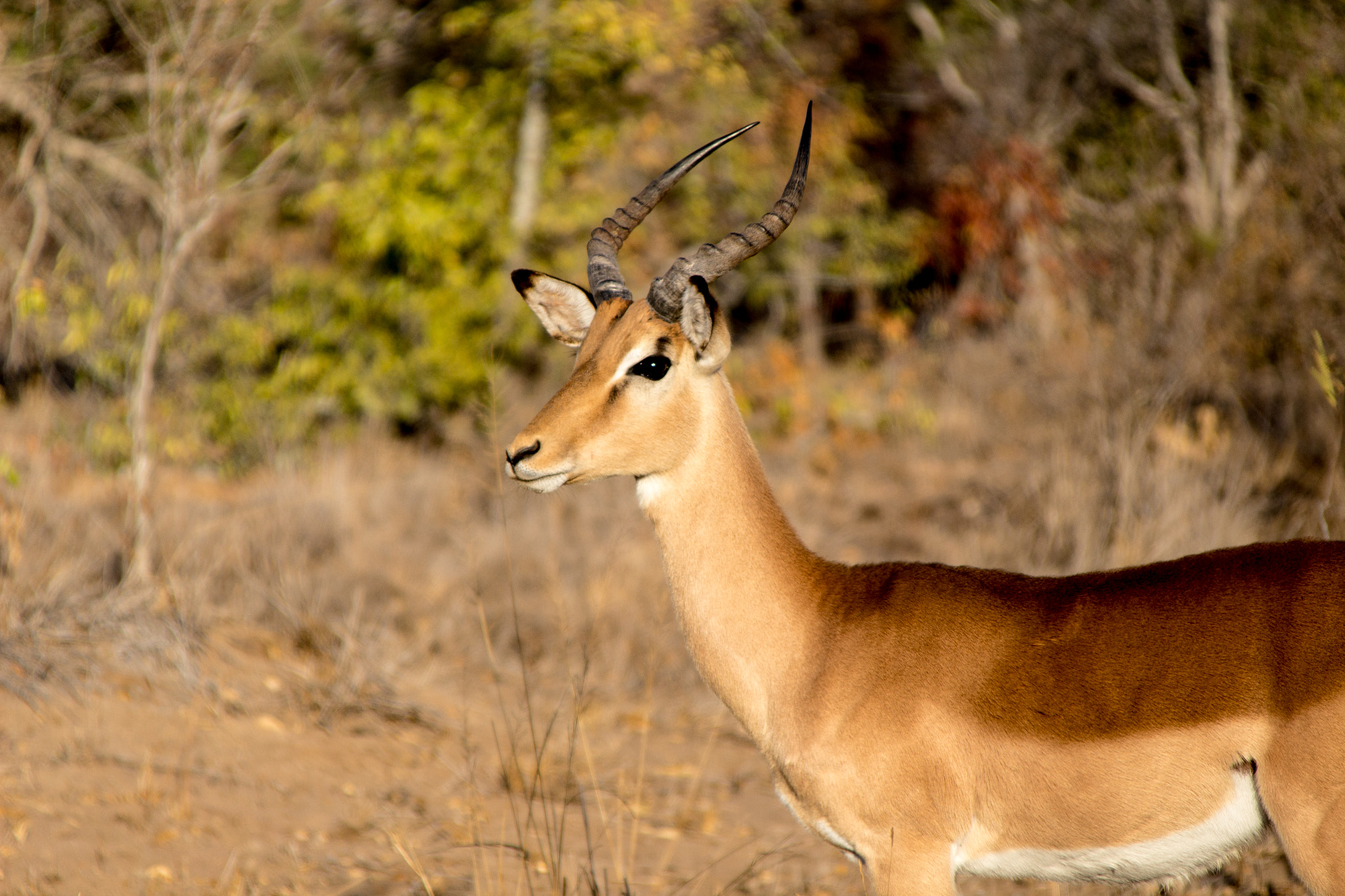 Canon EOS 100D (EOS Rebel SL1 / EOS Kiss X7) + Canon TS-E 90mm F2.8 Tilt-Shift sample photo. Male impala photography