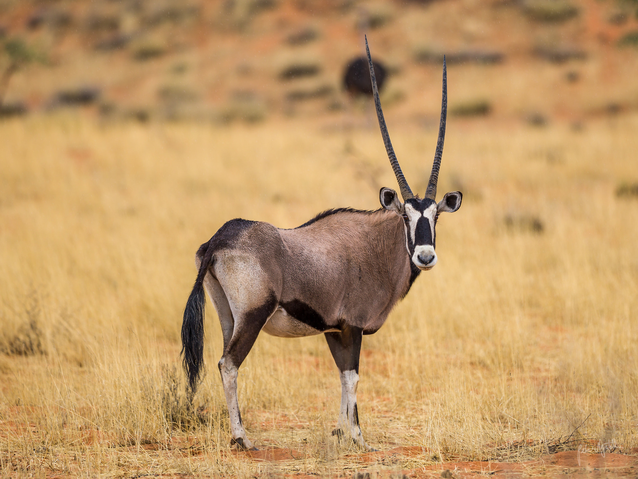 Canon EF 300mm F2.8L IS II USM sample photo. Oryx photography