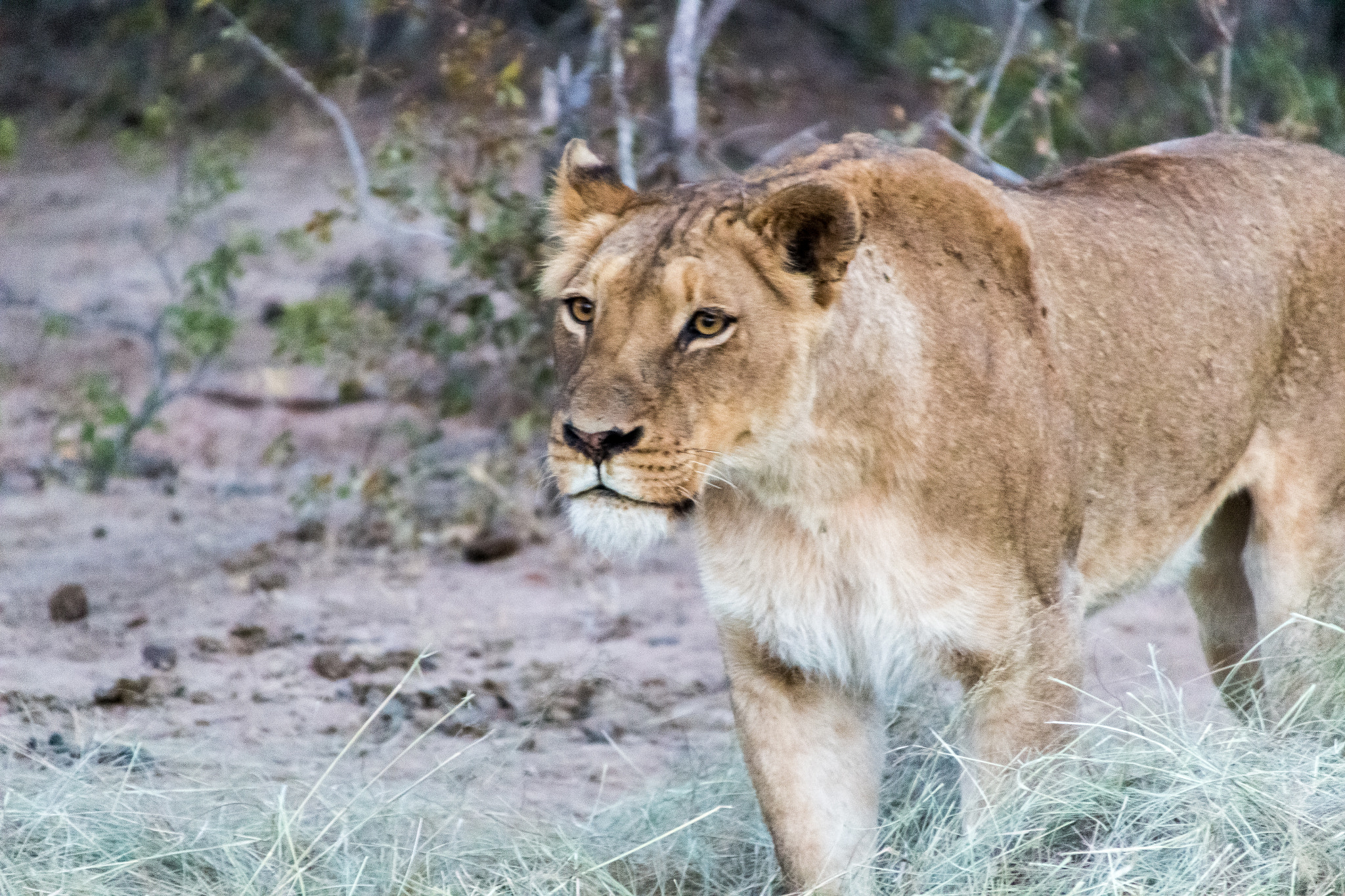 Canon EOS 100D (EOS Rebel SL1 / EOS Kiss X7) + Canon TS-E 90mm F2.8 Tilt-Shift sample photo. Lion female looking for her dinner photography