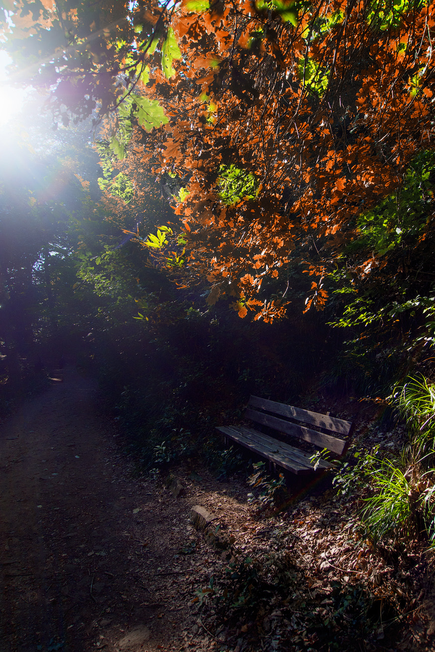 Olympus OM-D E-M5 + OLYMPUS M.9-18mm F4.0-5.6 sample photo. Autumn bench photography