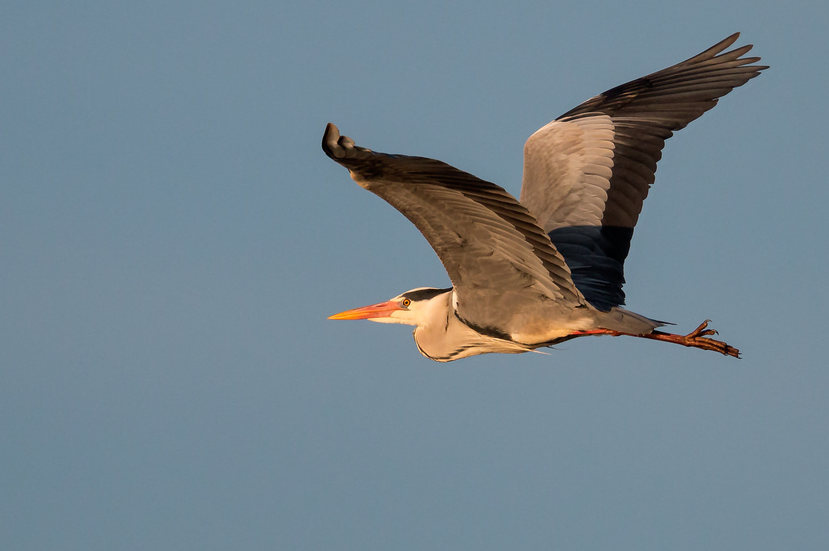 Canon EF 600mm F4L IS II USM sample photo. Heron photography