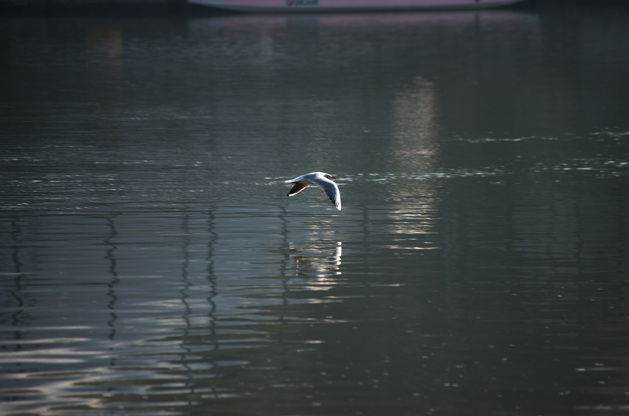 smc PENTAX-DA L 50-200mm F4-5.6 ED sample photo. Flying.jpg photography