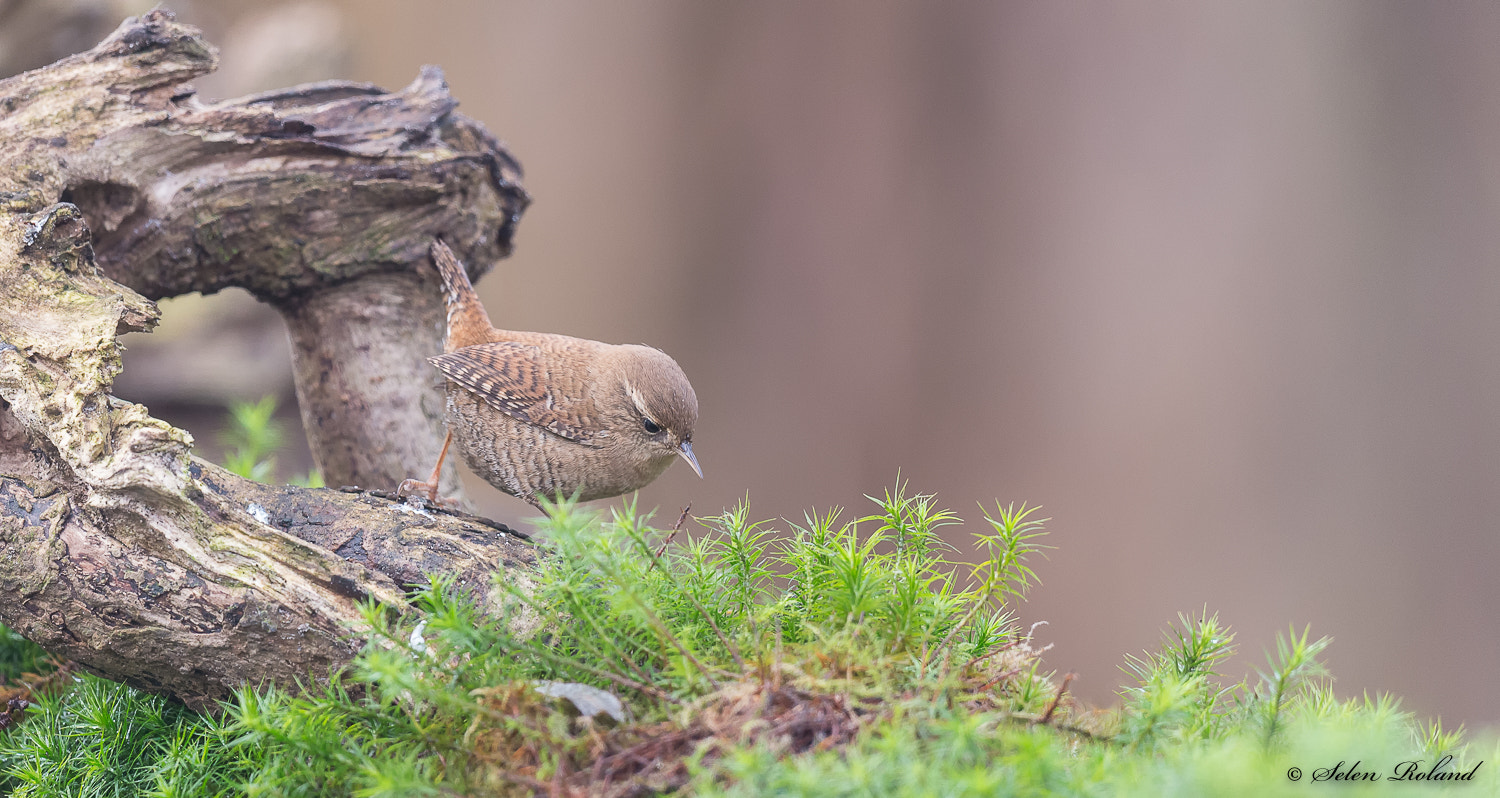 Nikon D4 + Nikon AF-S Nikkor 500mm F4G ED VR sample photo. Winterkoning - wren photography