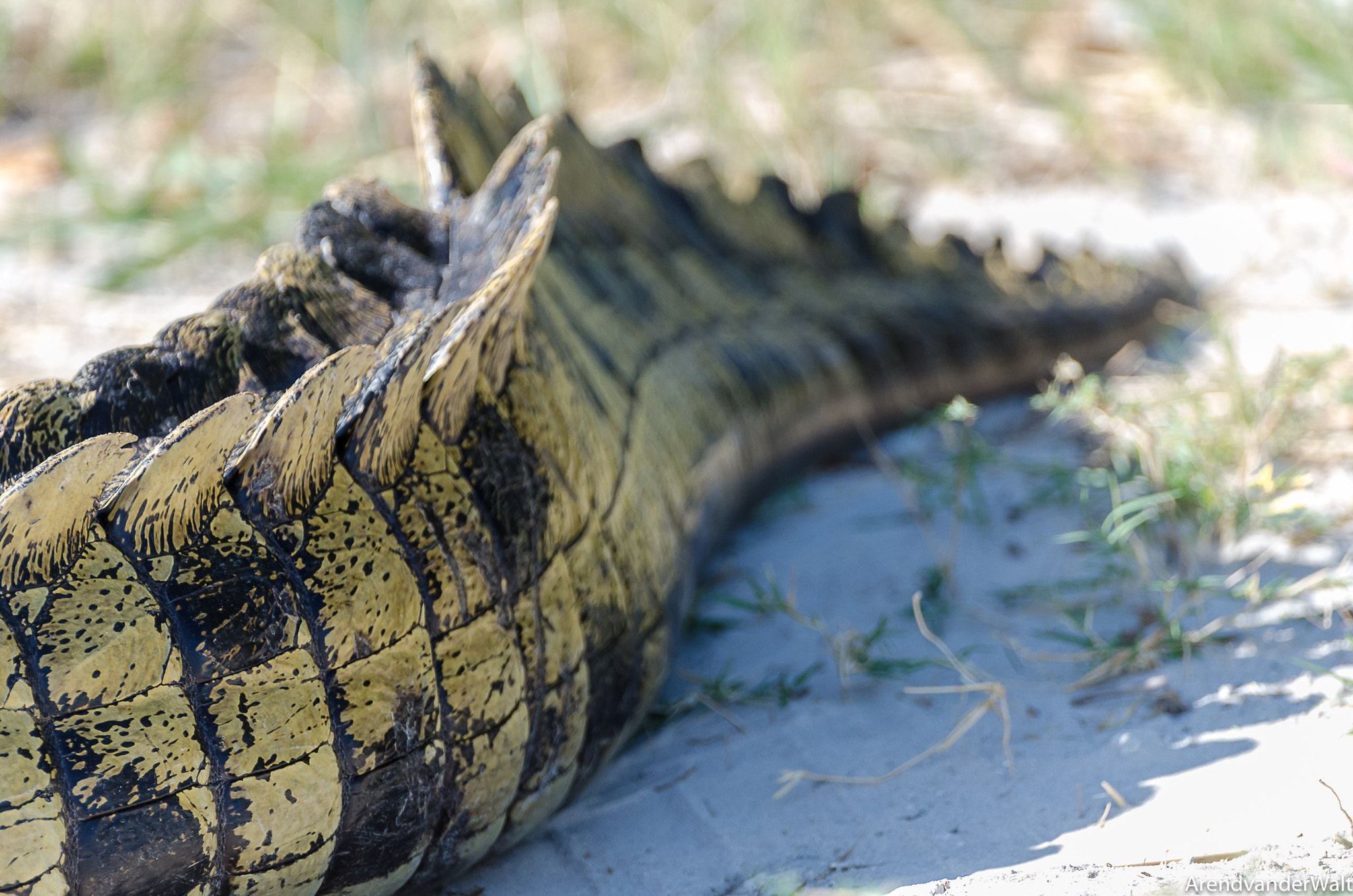 Nikon D7000 sample photo. Crocodile closeup photography
