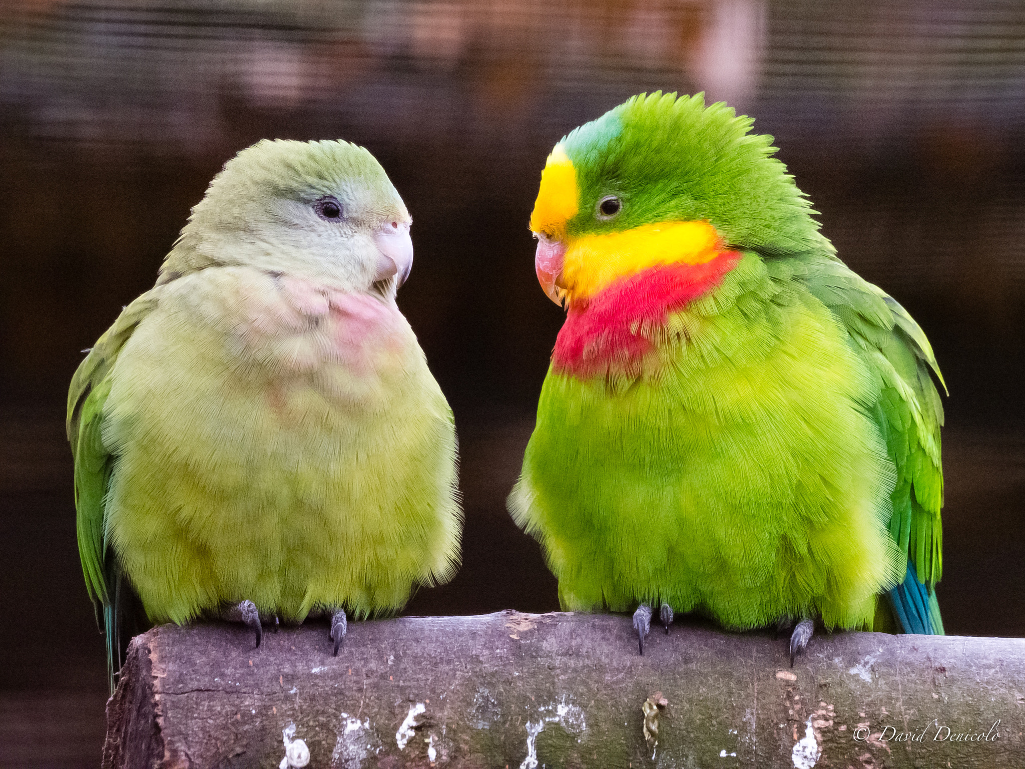 Olympus OM-D E-M1 Mark II + OLYMPUS M.300mm F4.0 sample photo. Love is in the air photography