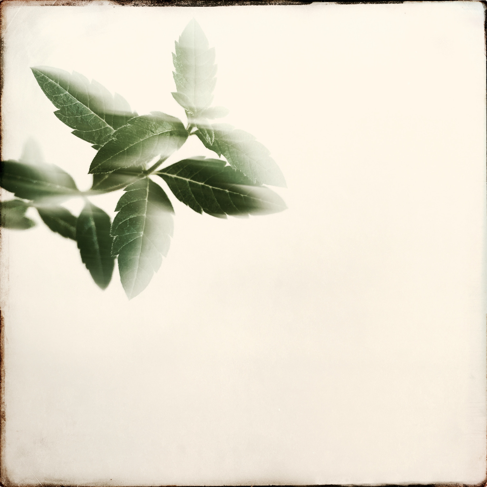 Hipstamatic 330 sample photo. Verbene ..young plant photography