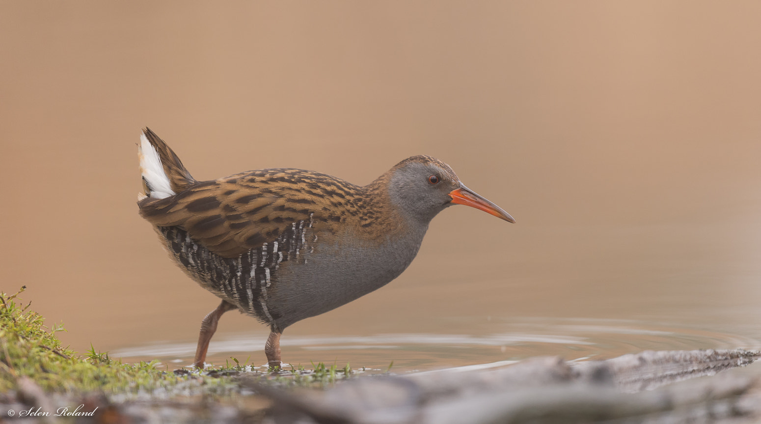 Nikon D4 sample photo. Waterral - water rail photography