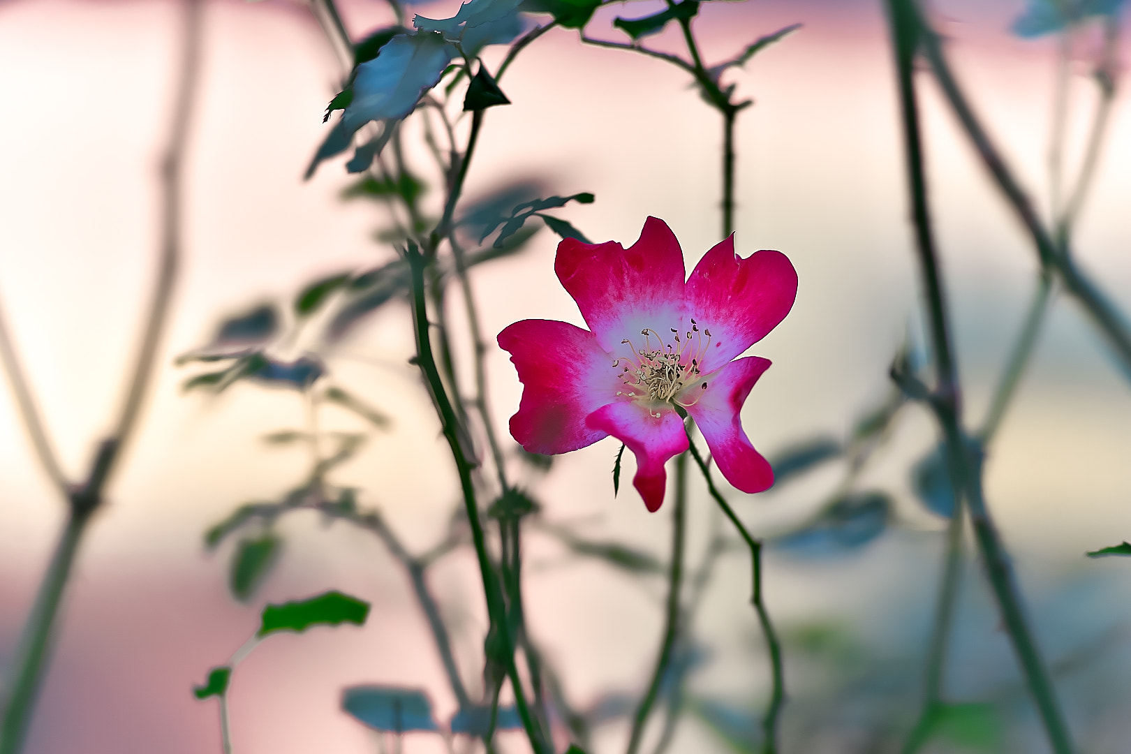 Sony a7 + 135mm F2.8[T4.5] STF sample photo. Happy new year 2017 photography