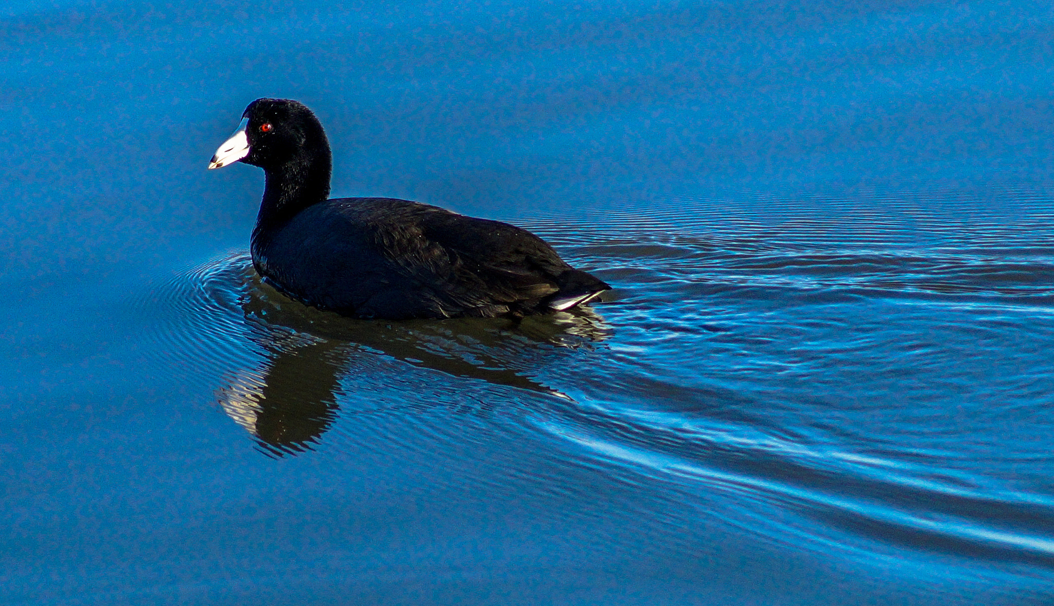 Sony SLT-A58 sample photo. American coot photography