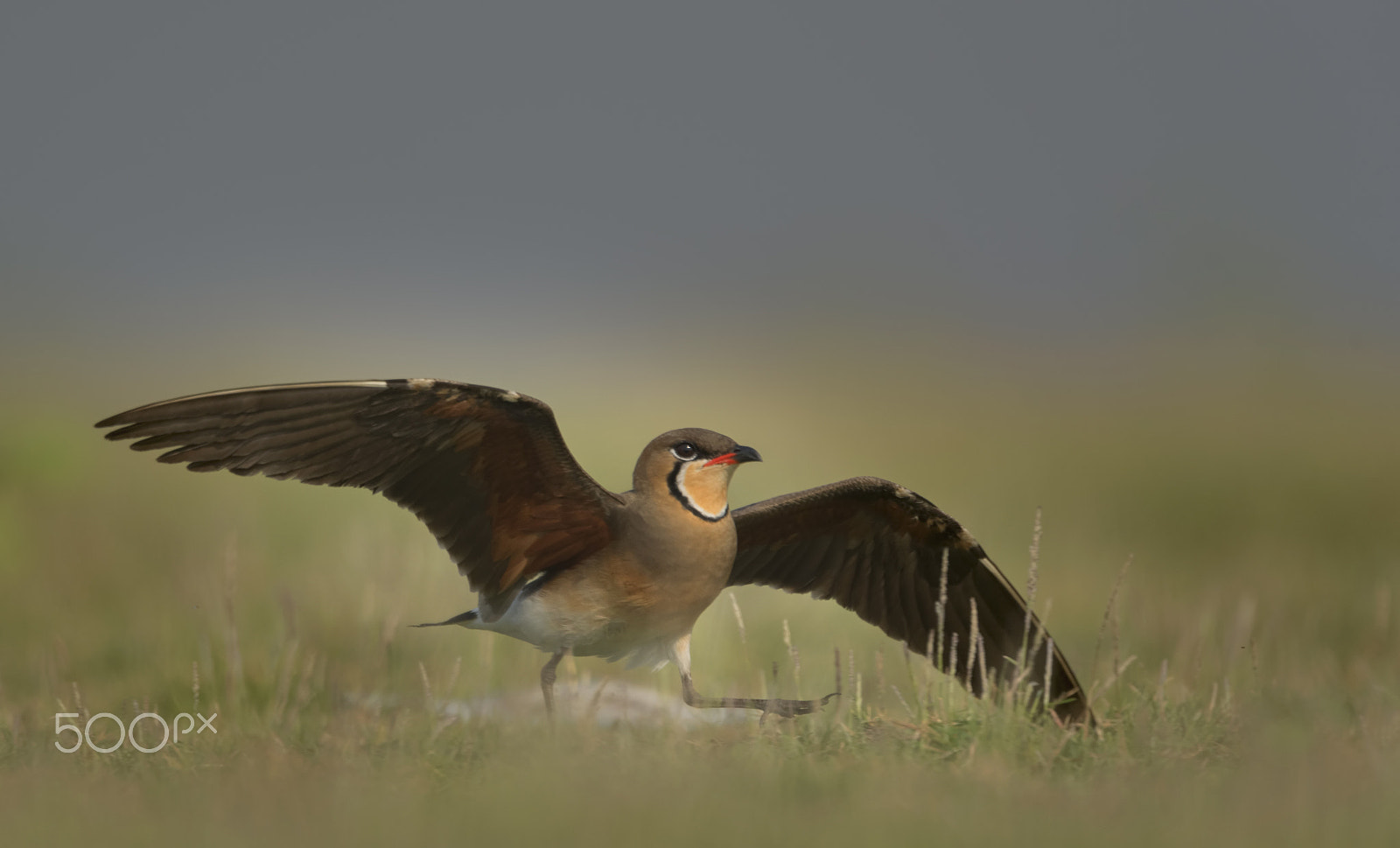 Nikon AF-S Nikkor 500mm F4G ED VR sample photo. Collared pratincole photography