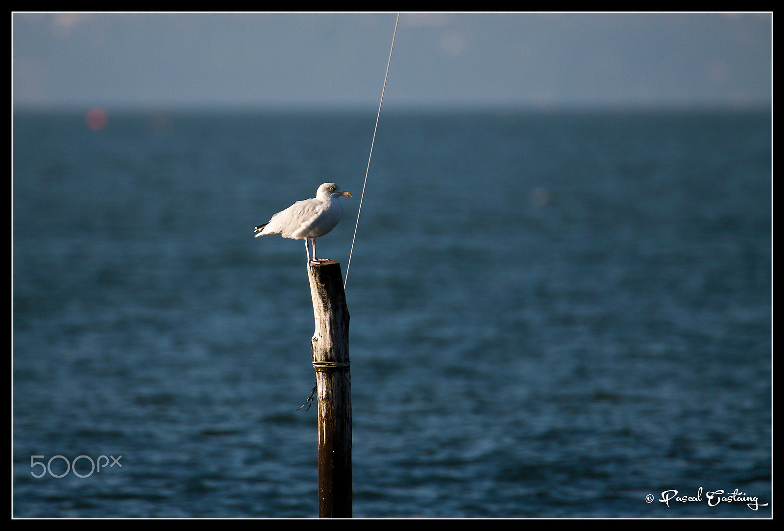 Canon EOS 50D sample photo. Seagull on a post photography
