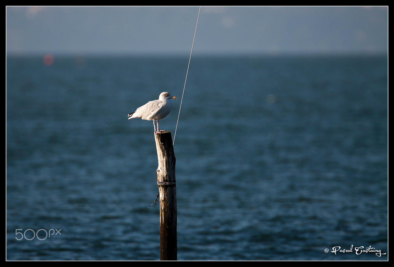 Tamron SP 150-600mm F5-6.3 Di VC USD sample photo. Seagull on a post photography