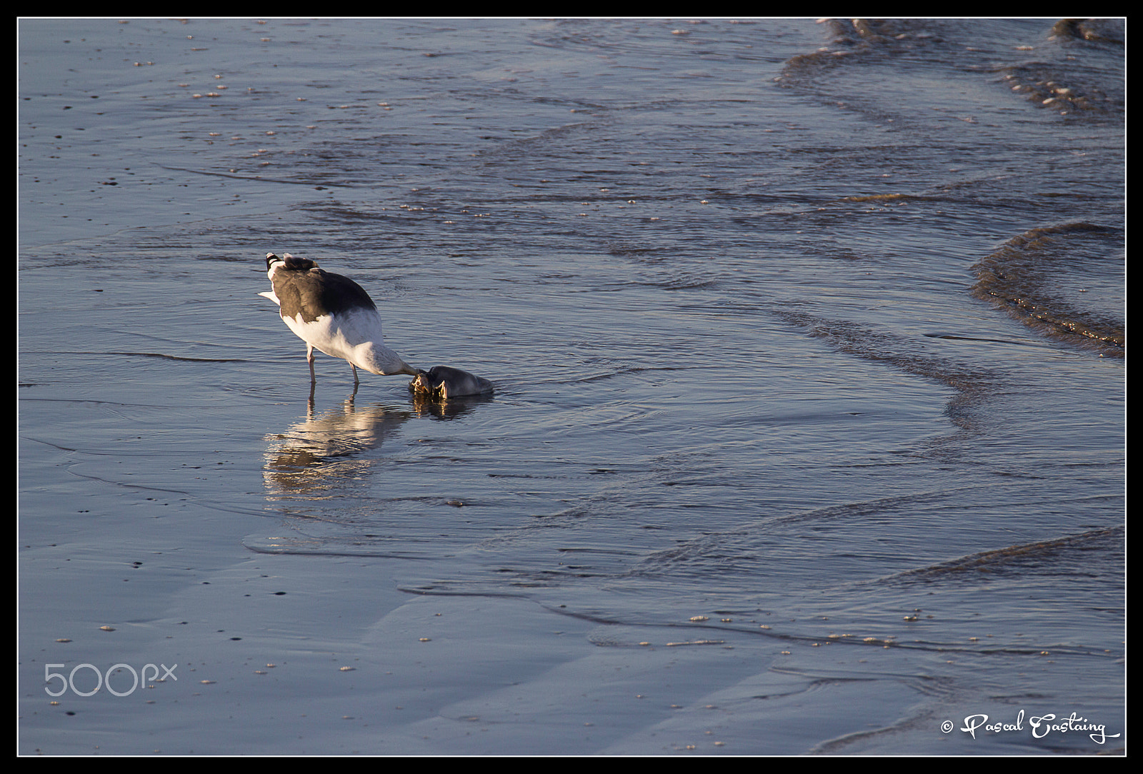 Tamron SP 150-600mm F5-6.3 Di VC USD sample photo. Time for dinner photography