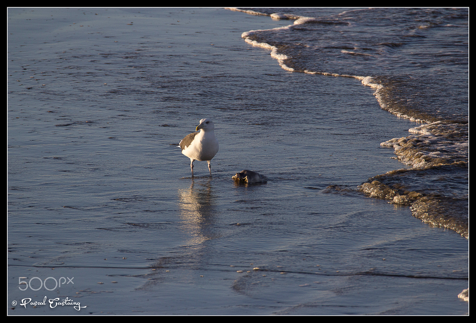 Tamron SP 150-600mm F5-6.3 Di VC USD sample photo. Time for dinner photography