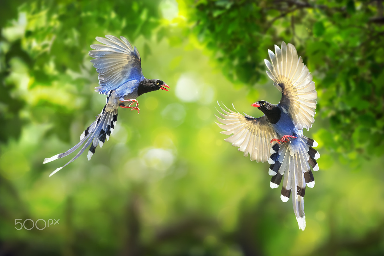 Canon EF 300mm F2.8L IS USM sample photo. Happy dancing! photography