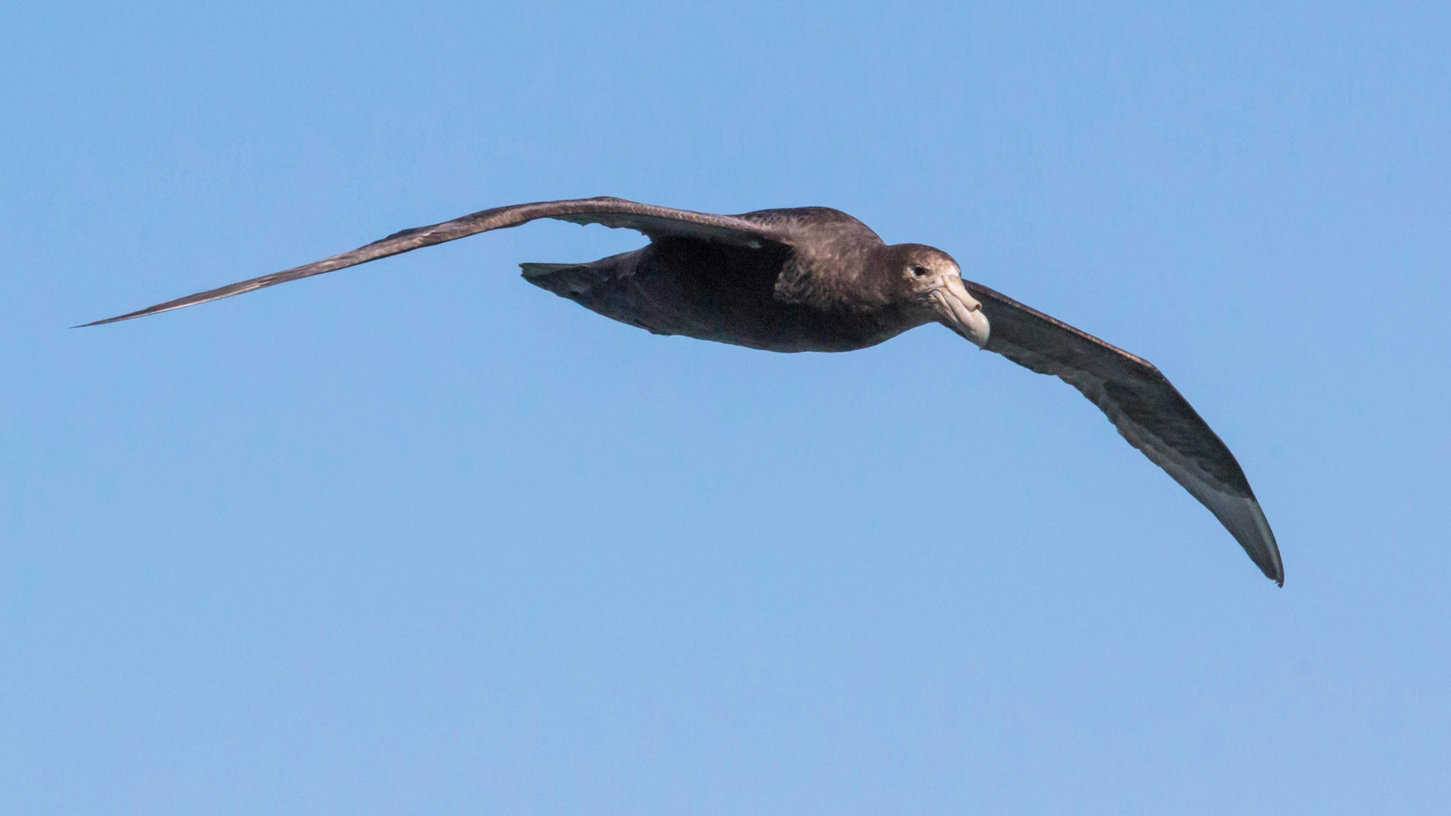 Canon EF 100-400mm F4.5-5.6L IS USM sample photo. Sooty albatross photography