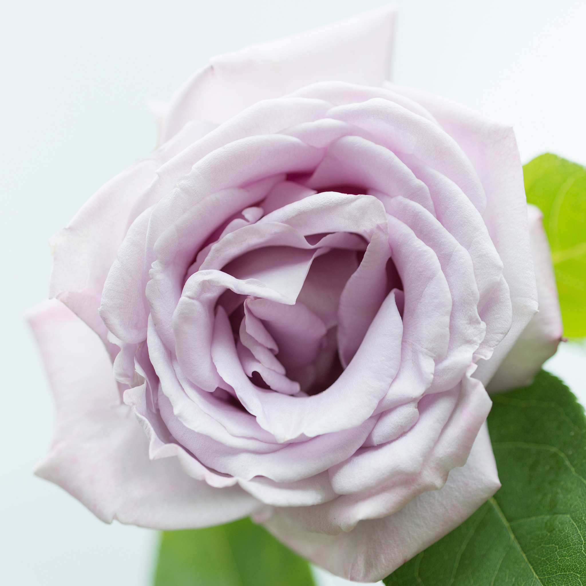 Nikon D800 + Nikon AF Micro-Nikkor 60mm F2.8D sample photo. Rose photography