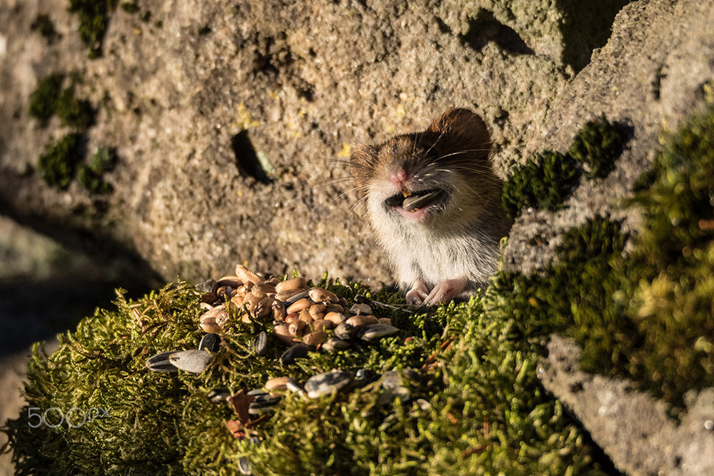 Olympus OM-D E-M5 II sample photo. The giggling mouse photography