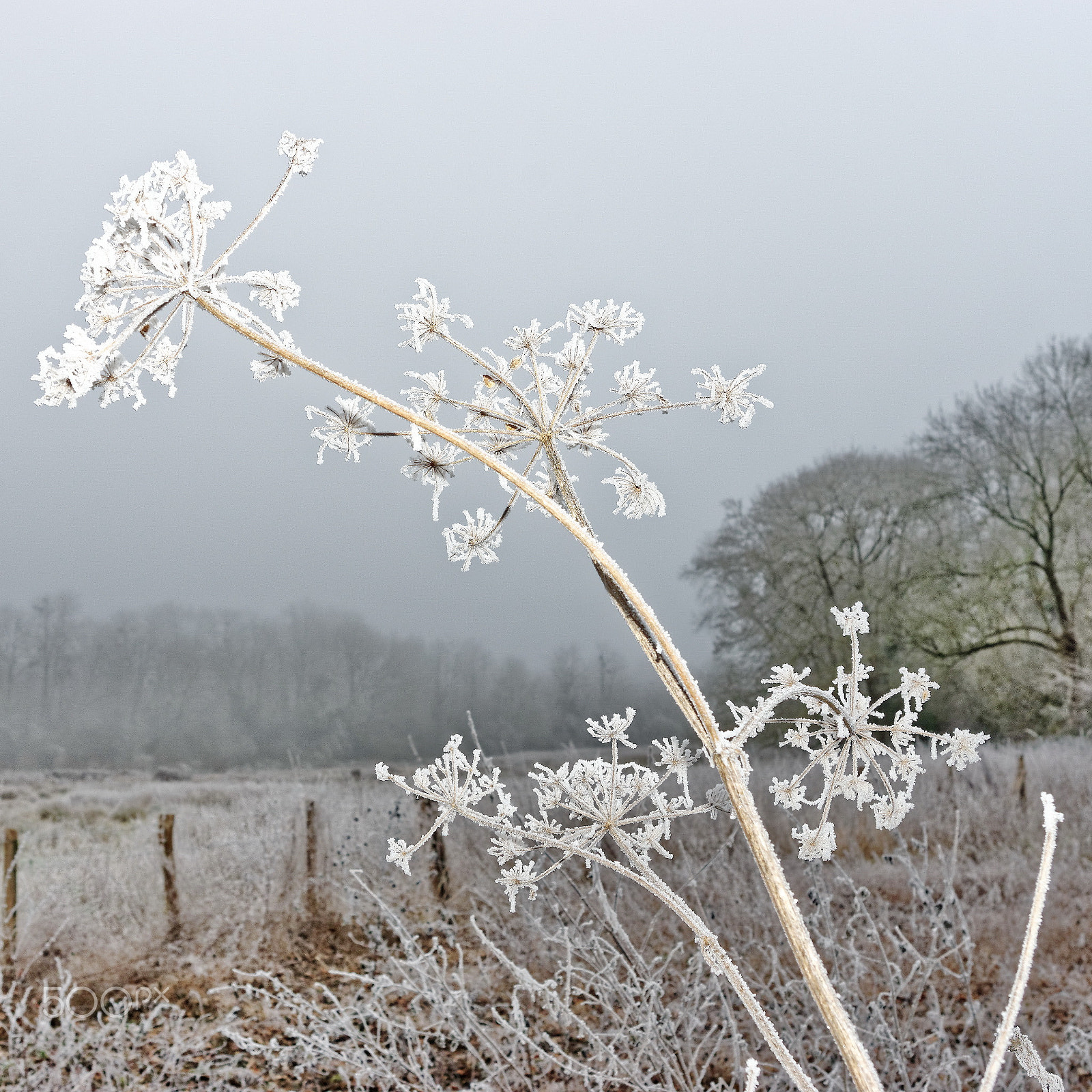 Pentax K-3 sample photo. Winter stars photography