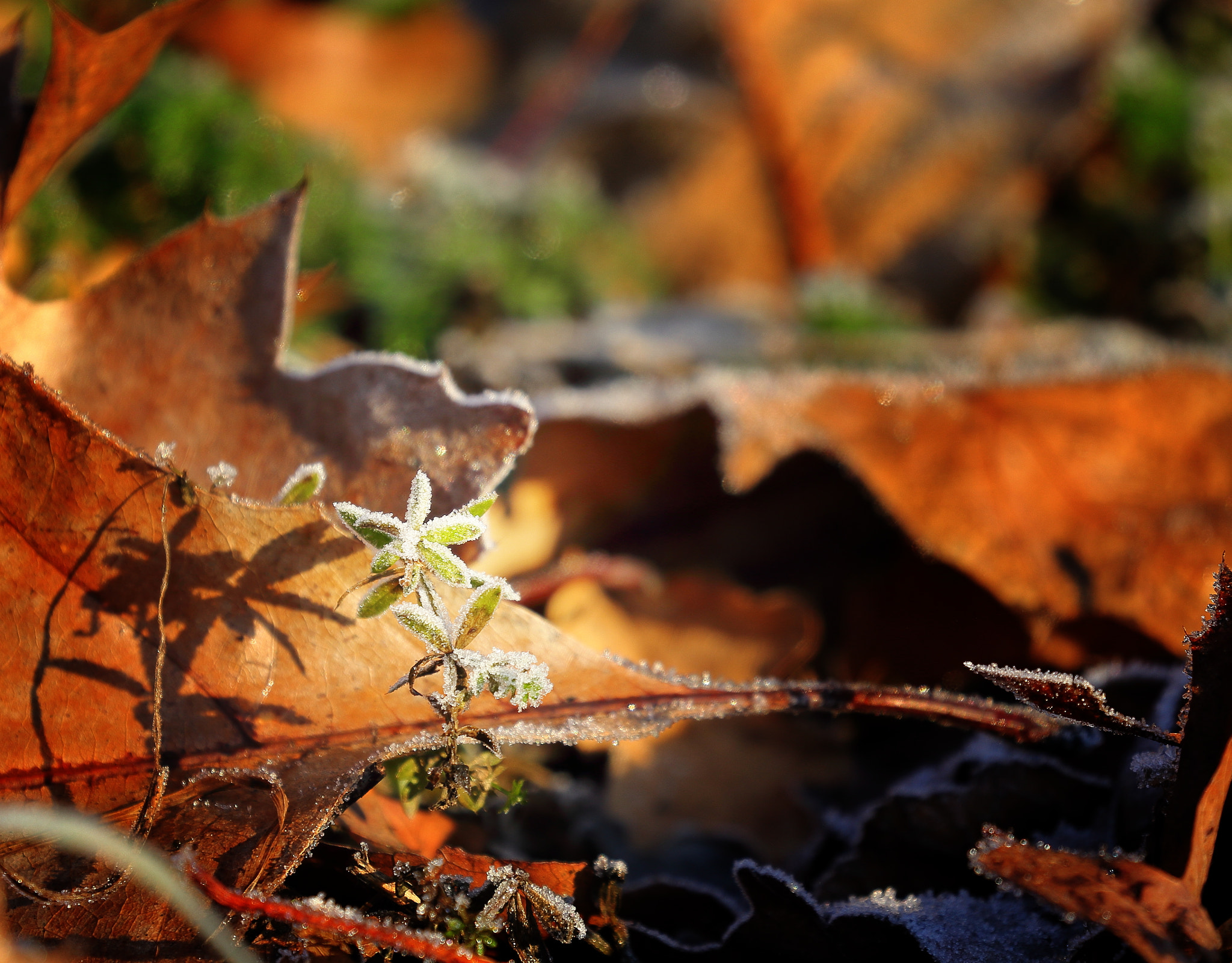 Canon EOS 60D sample photo. Frozen flower photography