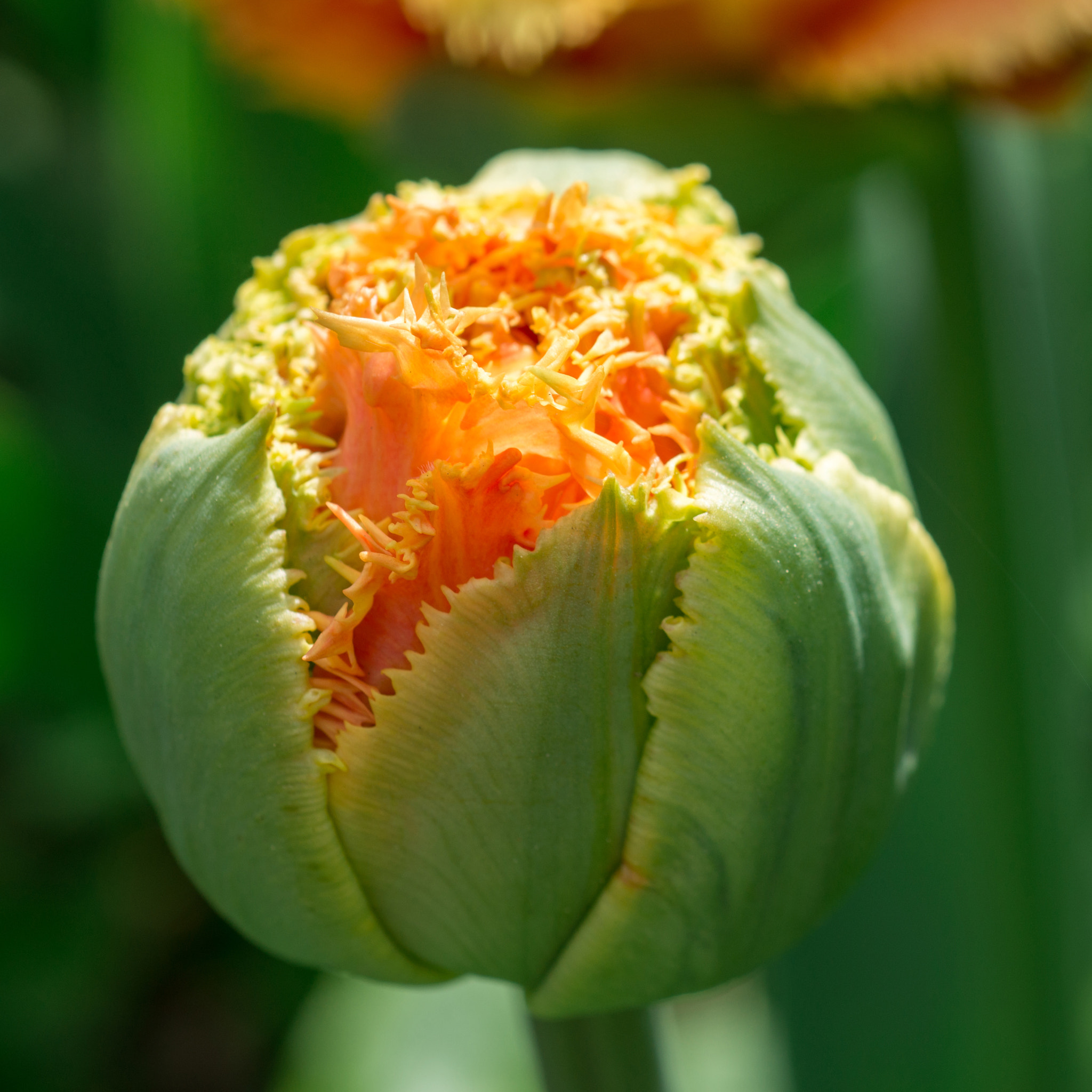 Nikon D800 + Nikon AF Micro-Nikkor 60mm F2.8D sample photo. Tulip bud photography