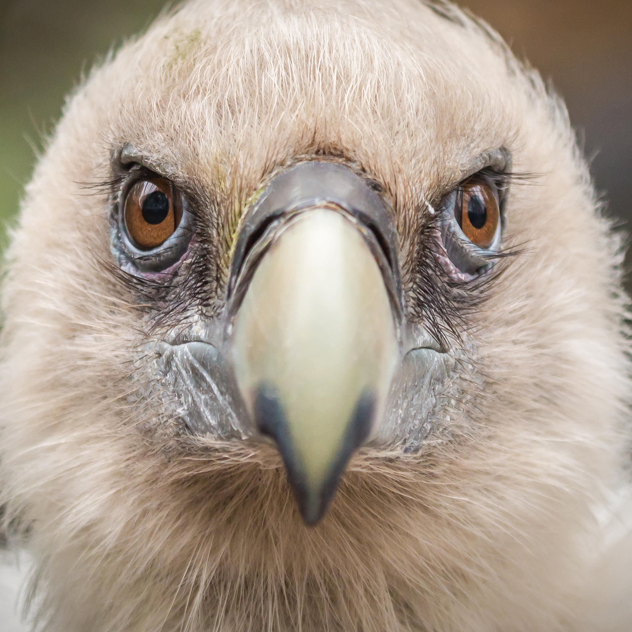 Canon EF 100-400mm F4.5-5.6L IS USM sample photo. Griffon vulure up close...  photography