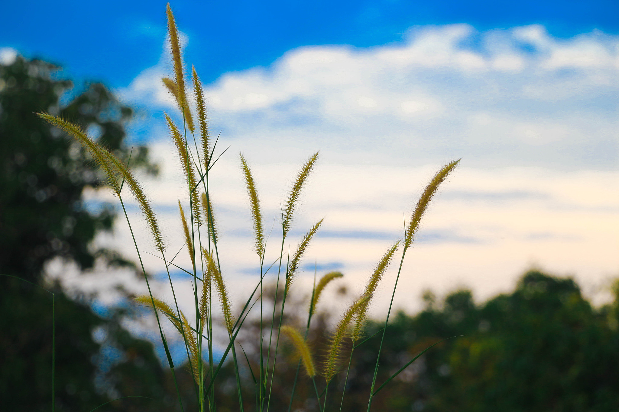 Canon EOS 100D (EOS Rebel SL1 / EOS Kiss X7) sample photo. Grass photography