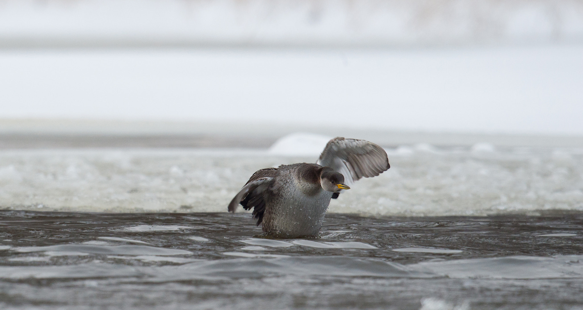 Nikon D4 + Nikon AF-S Nikkor 800mm F5.6E FL ED VR sample photo. Grebe jougris, podiceps grisegena, red-necked grebe photography