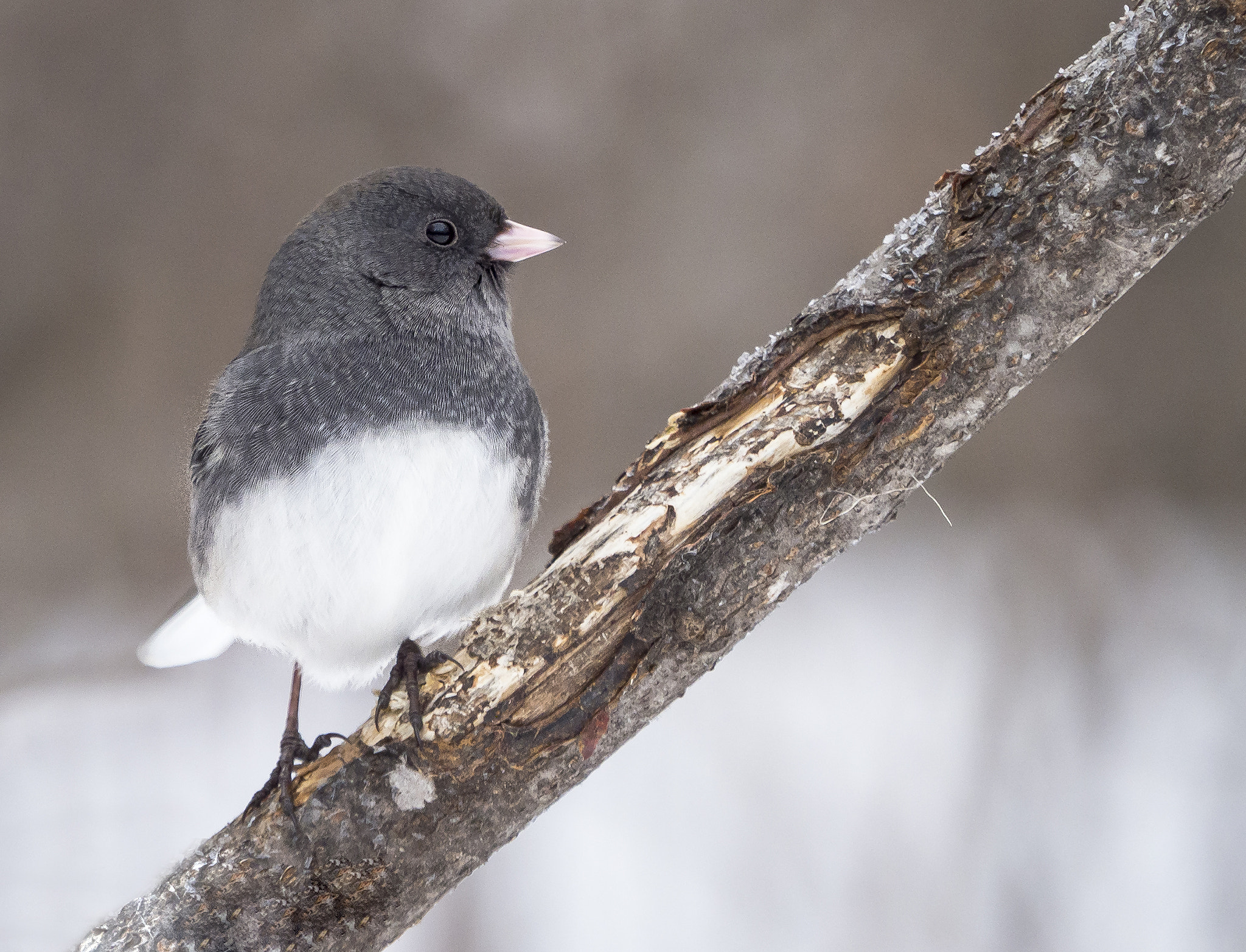 Olympus OM-D E-M1 Mark II + Olympus M.Zuiko Digital ED 40-150mm F2.8 Pro sample photo. Dark-eyed junco braving the cold ... photography