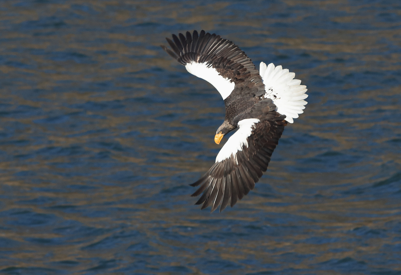 Canon EOS 5DS R + Canon EF 400mm F2.8L IS II USM sample photo. Steller,s sea eagle photography