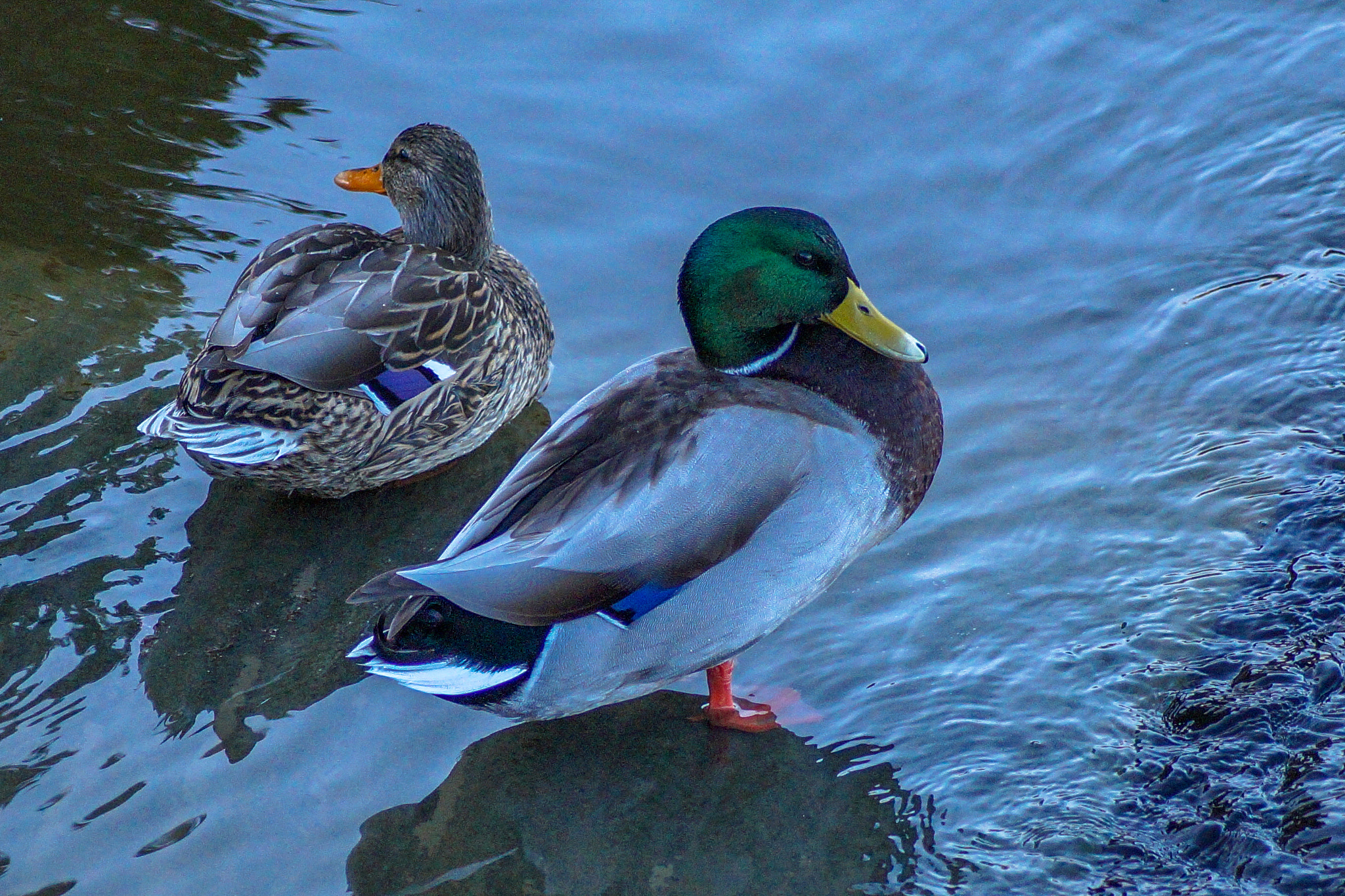 Sony SLT-A58 + Sony DT 55-200mm F4-5.6 SAM sample photo. Female (left) and male (right) mallard: looking away from each other :-p photography
