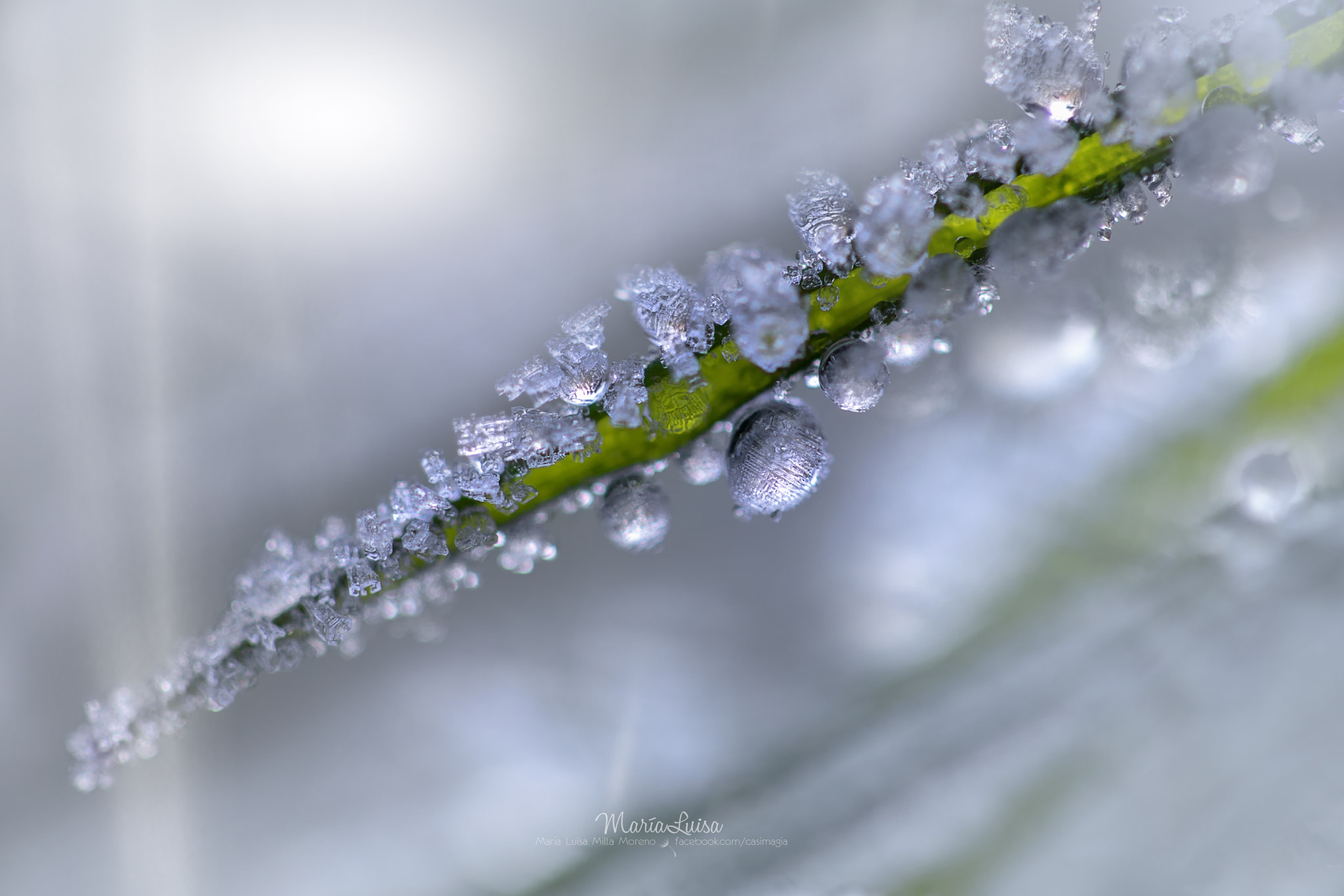 Canon EF 100mm F2.8 Macro USM sample photo. Cold december morning photography