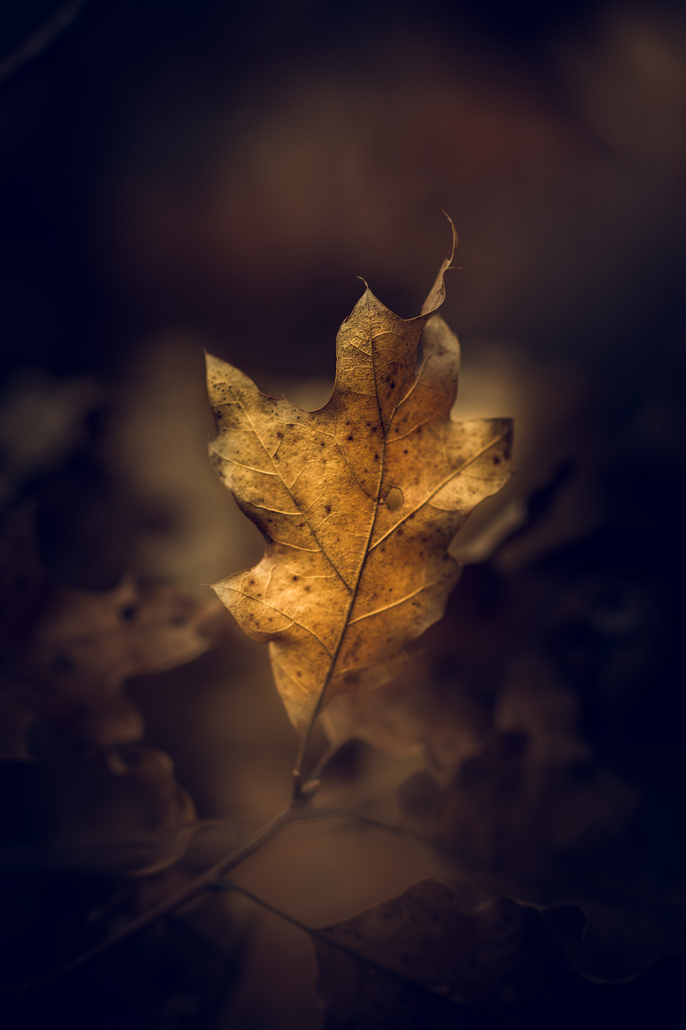 Canon EF 100mm F2.8 Macro USM sample photo. Eternal flame photography