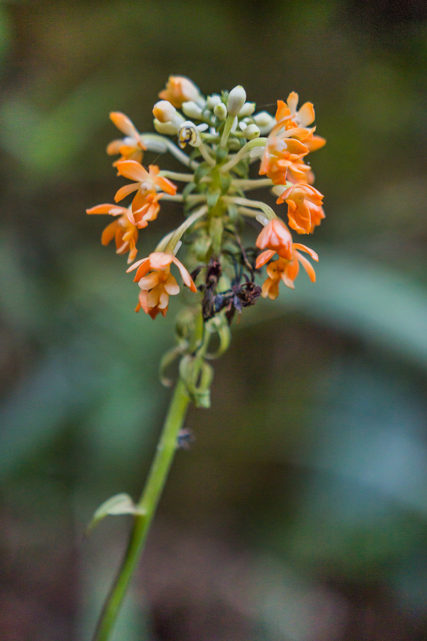 Canon EOS 60D sample photo. "kinabalu orchid" photography