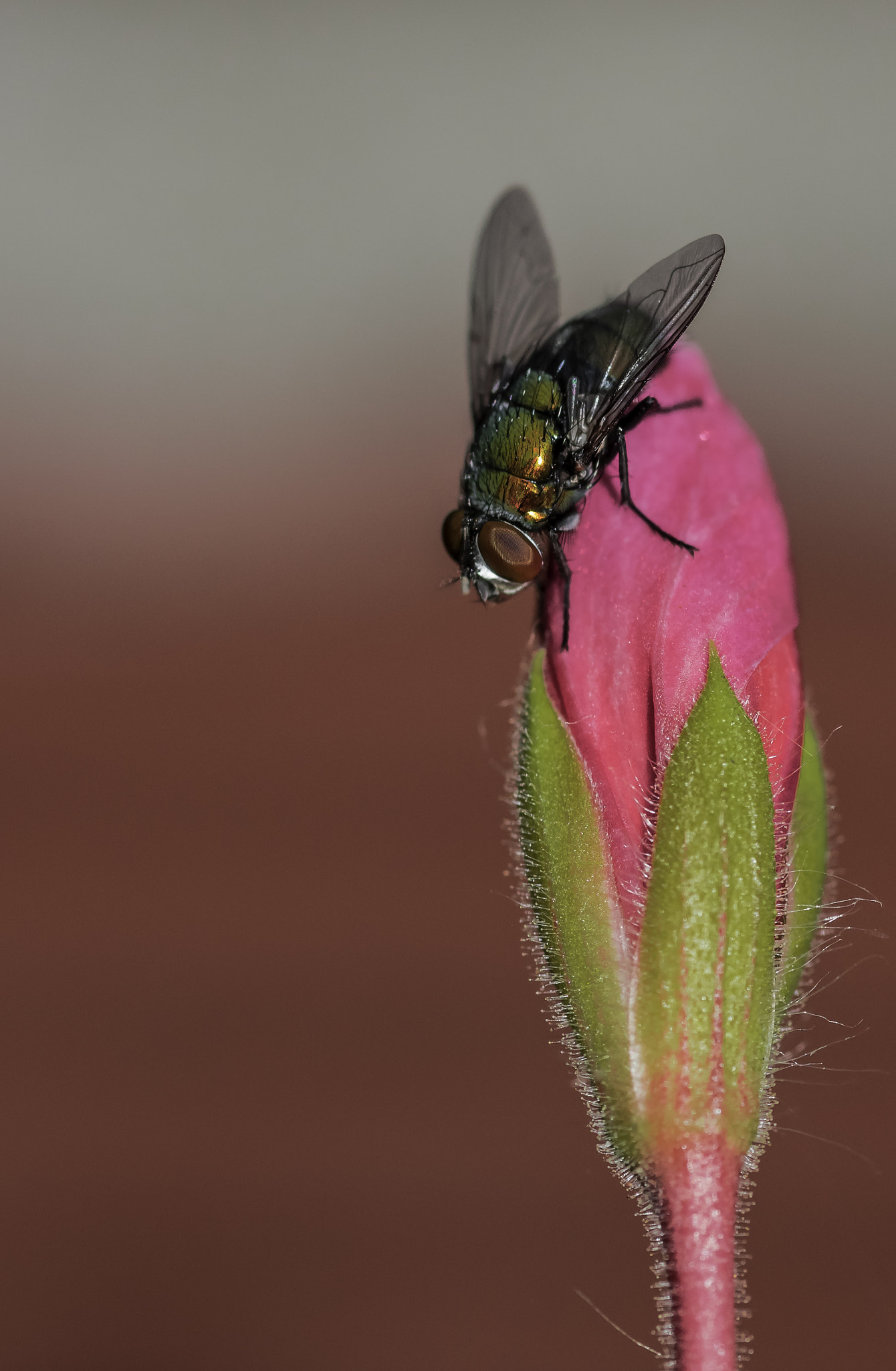 Nikon D5300 + Tokina AT-X Pro 100mm F2.8 Macro sample photo. F&f= fly and flower photography