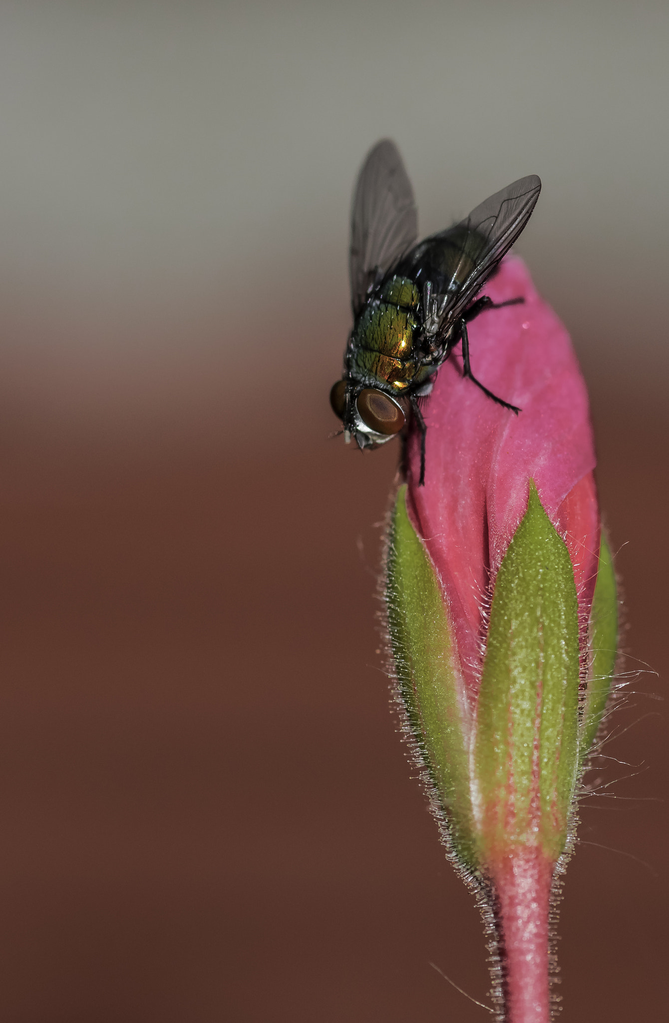Tokina AT-X Pro 100mm F2.8 Macro sample photo. F&f= fly and flower photography
