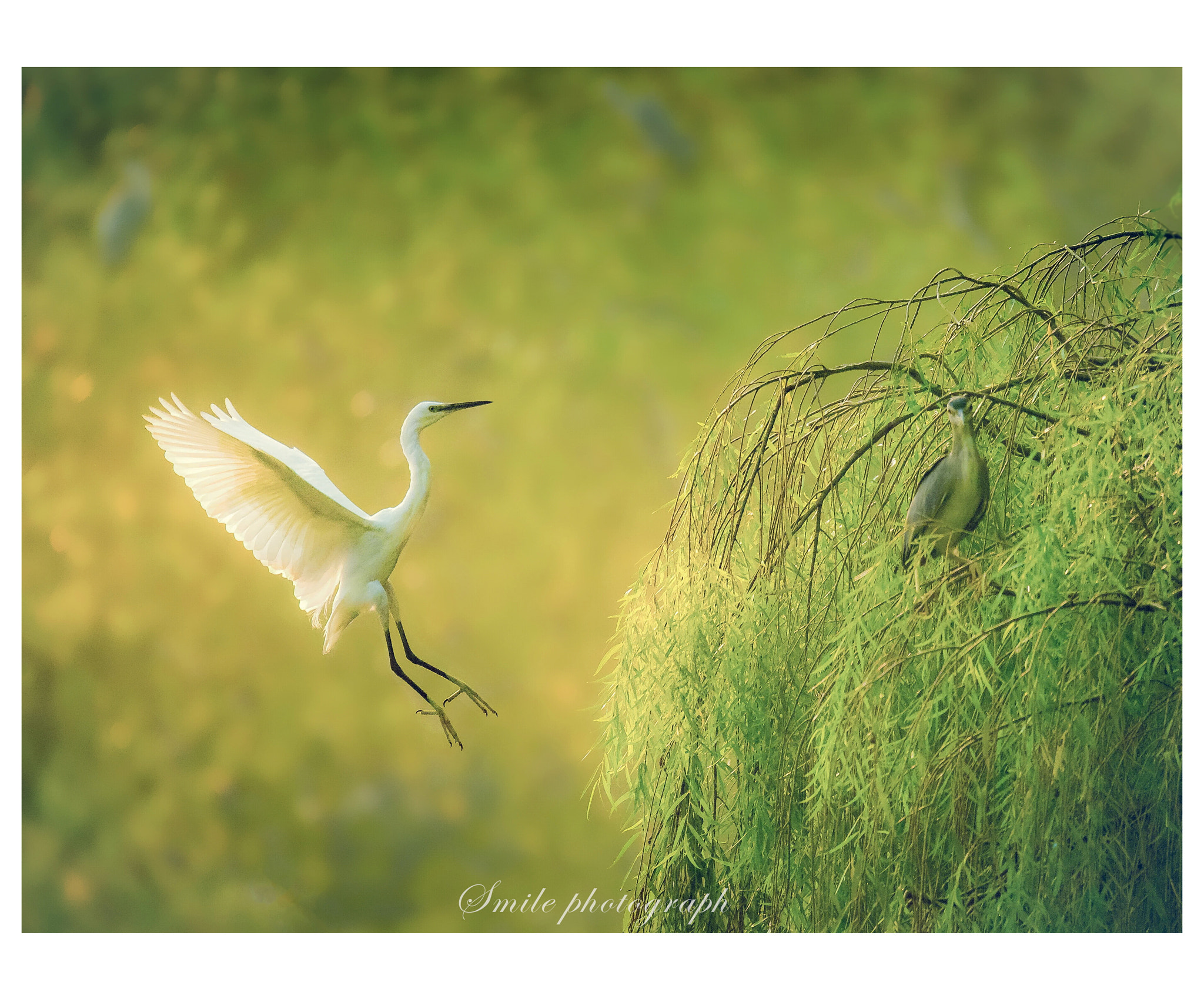 Sigma 150-600mm F5-6.3 DG OS HSM | C sample photo. 新年快乐 photography