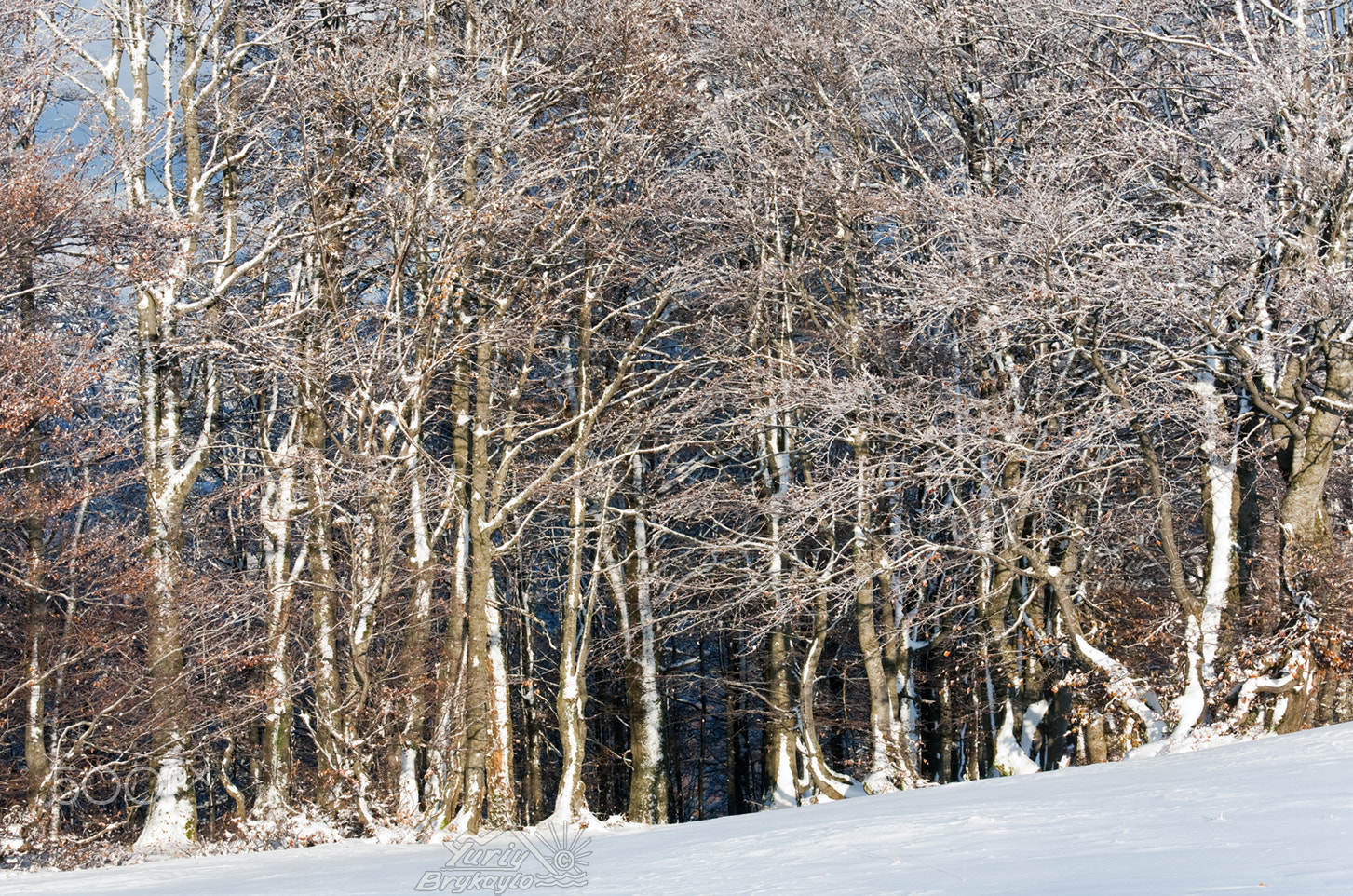 Canon EOS 5D + Canon EF 70-200mm F4L IS USM sample photo. First winter snow and mountain beech forest photography