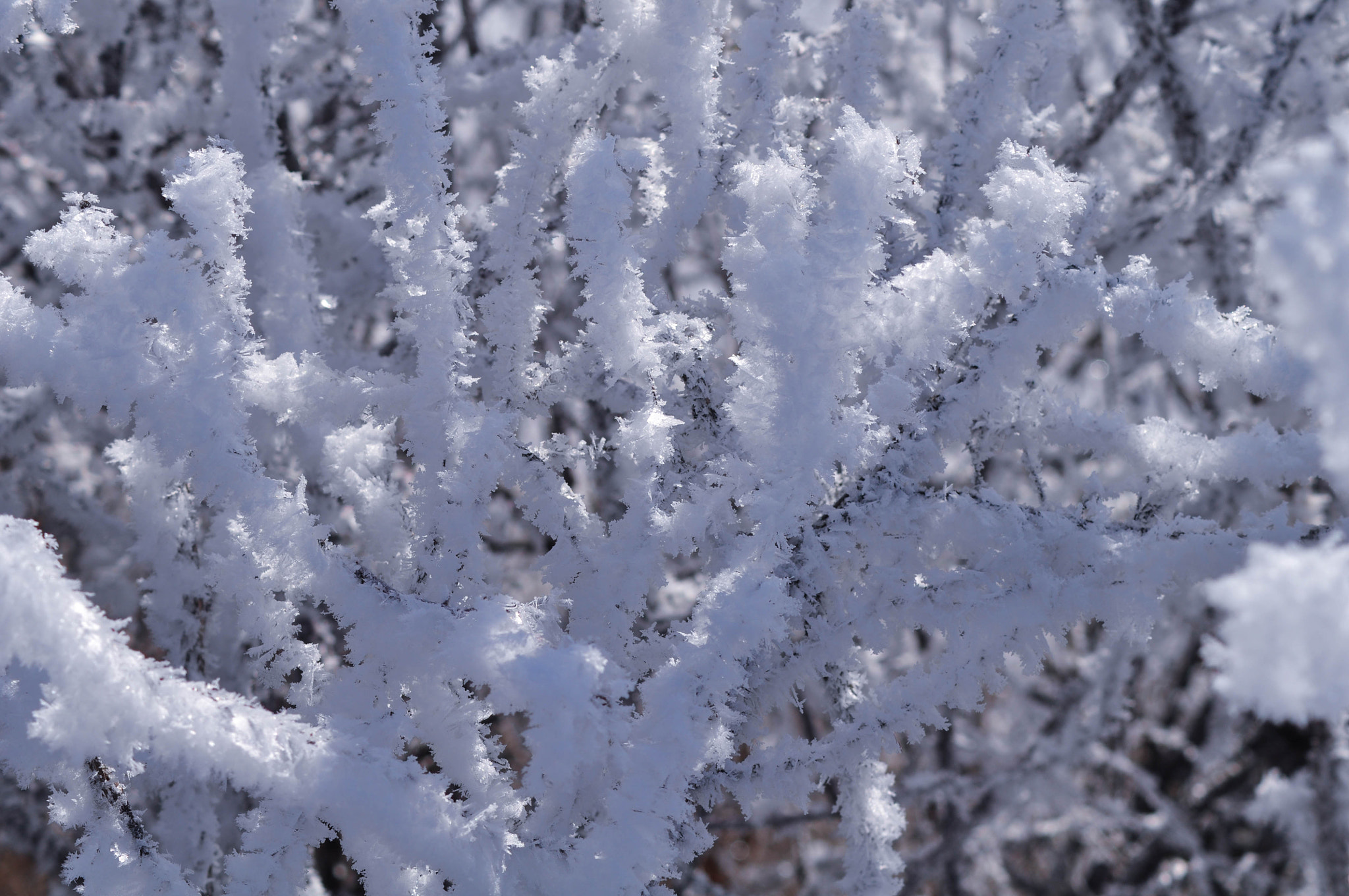 Nikon D5000 sample photo. Frozen branch photography
