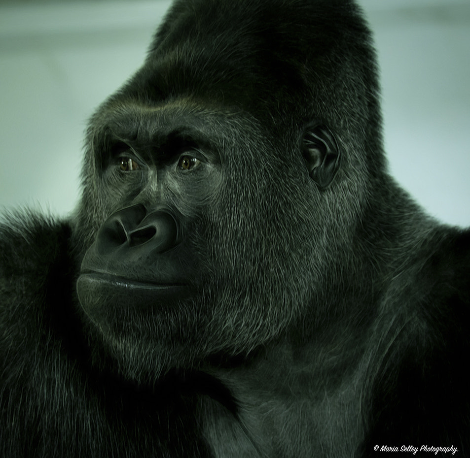 Olympus OM-D E-M1 Mark II + LEICA DG 100-400/F4.0-6.3 sample photo. Eye's of the gorilla photography