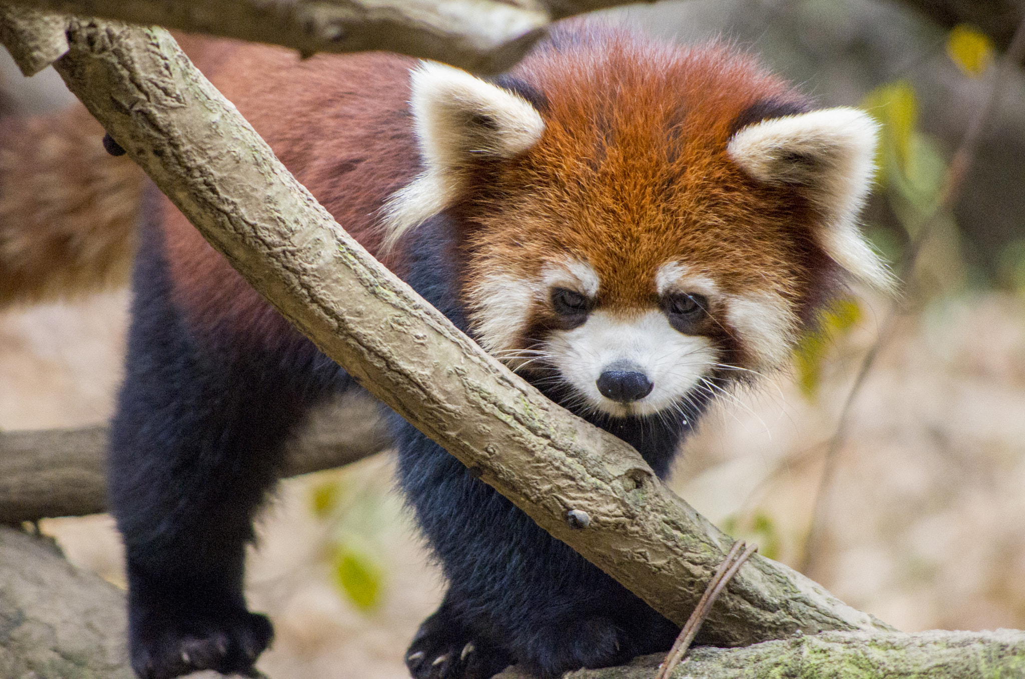 smc PENTAX-DA L 55-300mm F4-5.8 ED sample photo. Lesser panda photography