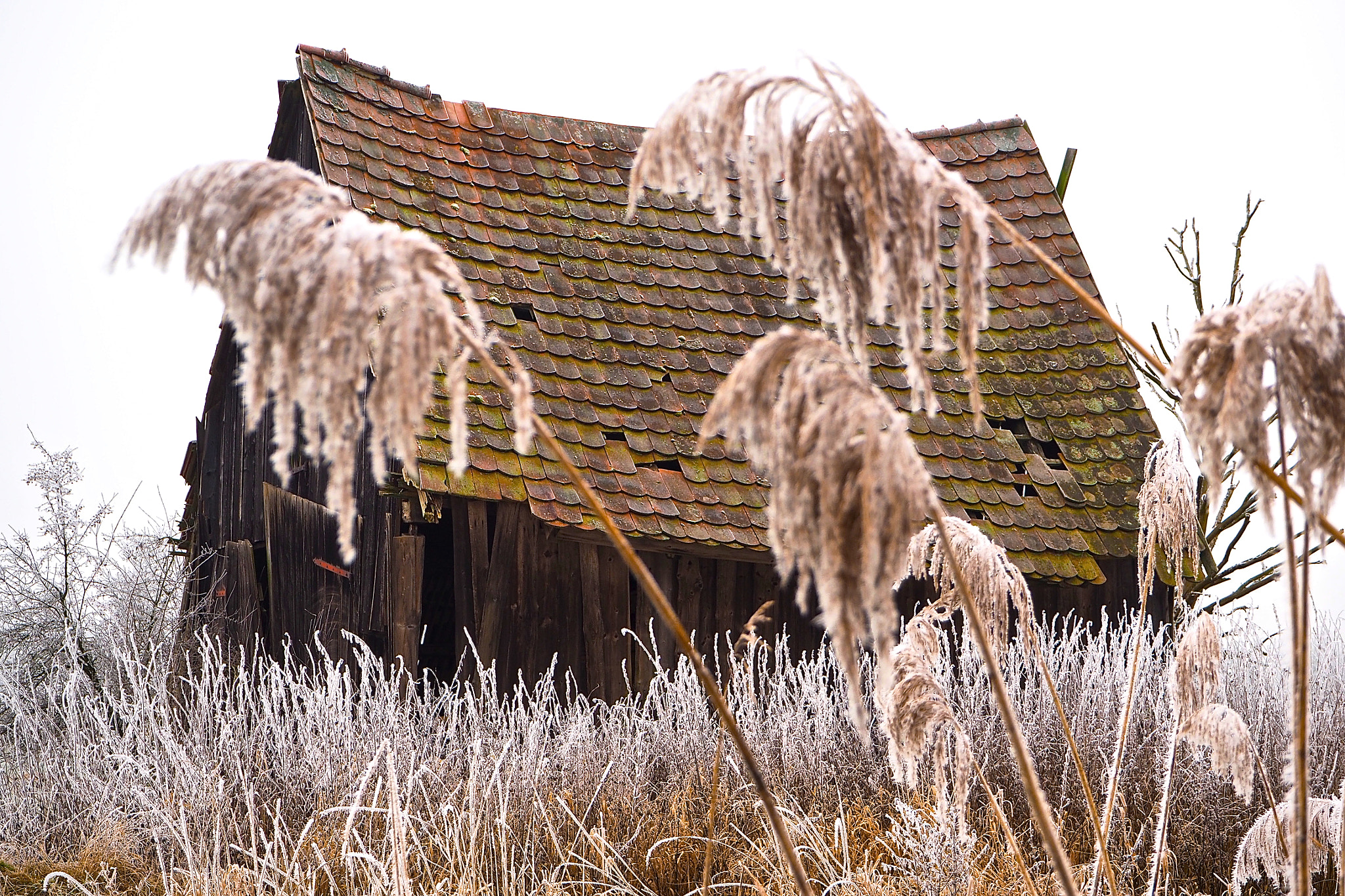 Olympus OM-D E-M5 II + Olympus M.Zuiko Digital ED 14-42mm F3.5-5.6 EZ sample photo. Winter impressions photography