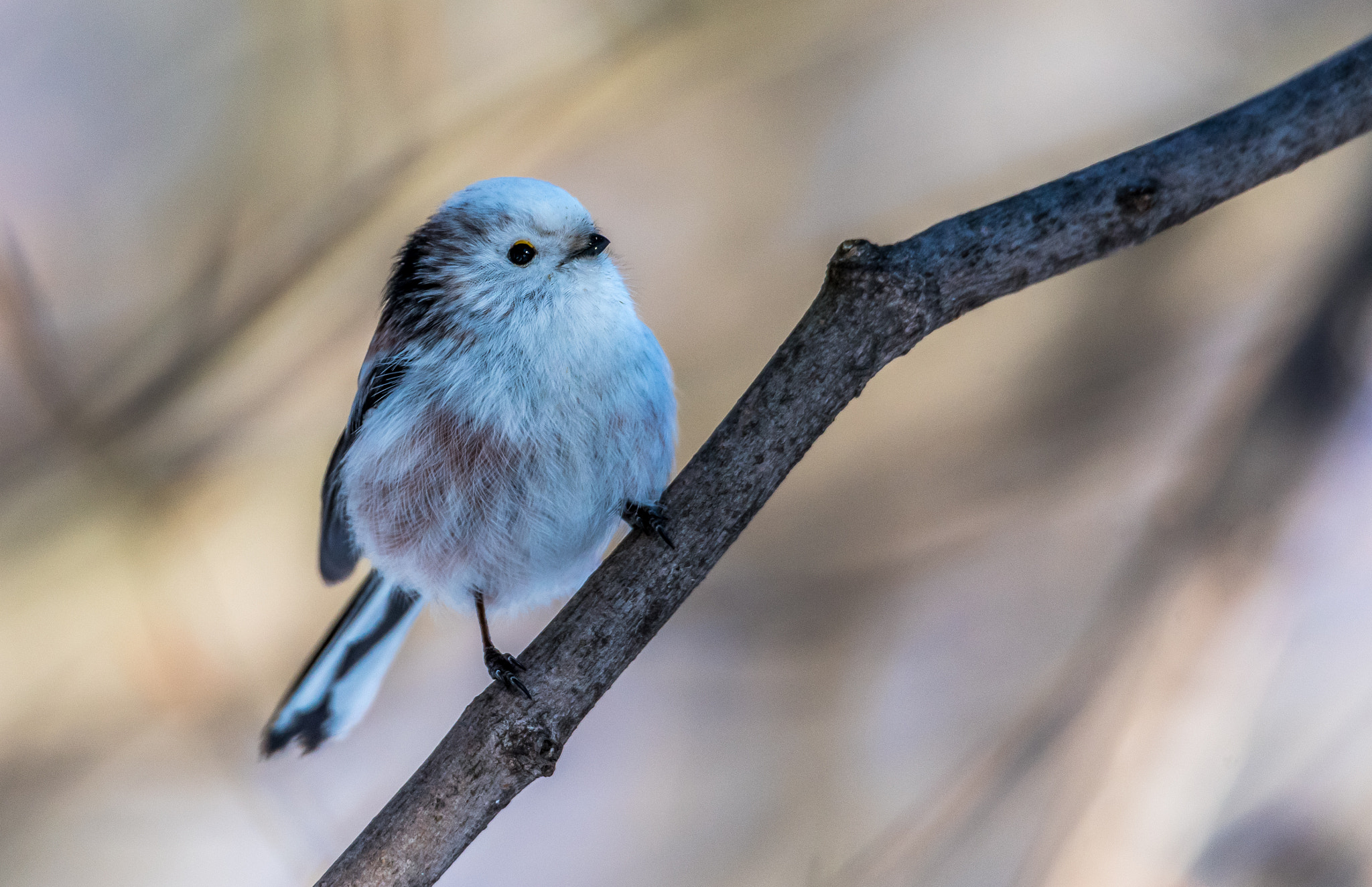 Nikon D750 + Sigma 50mm F2.8 EX DG Macro sample photo. The long-tailed bushtit photography